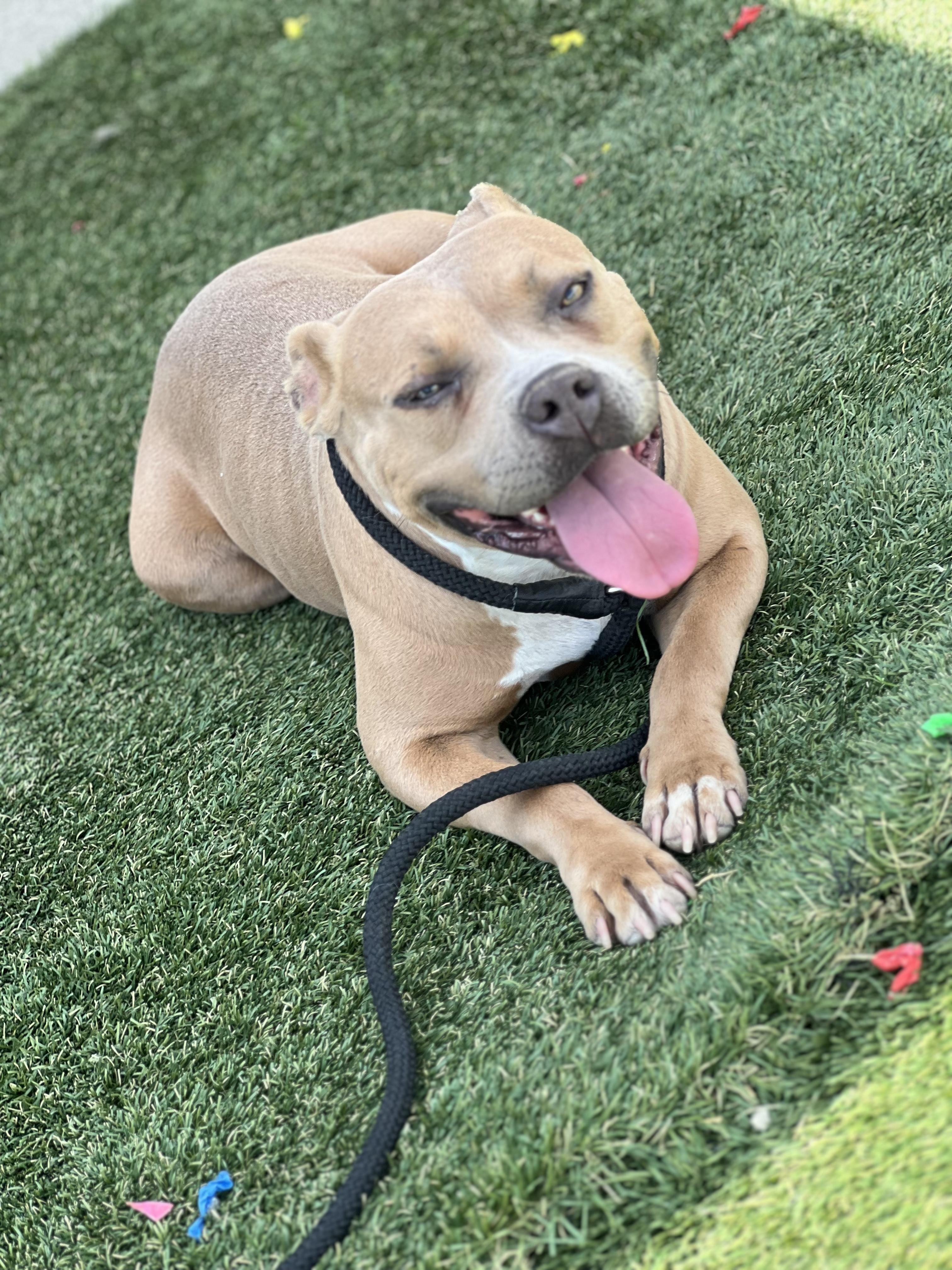 Enlarge Kyra, a Adoptable mixed breed in Huntington Beach, CA image 2/3