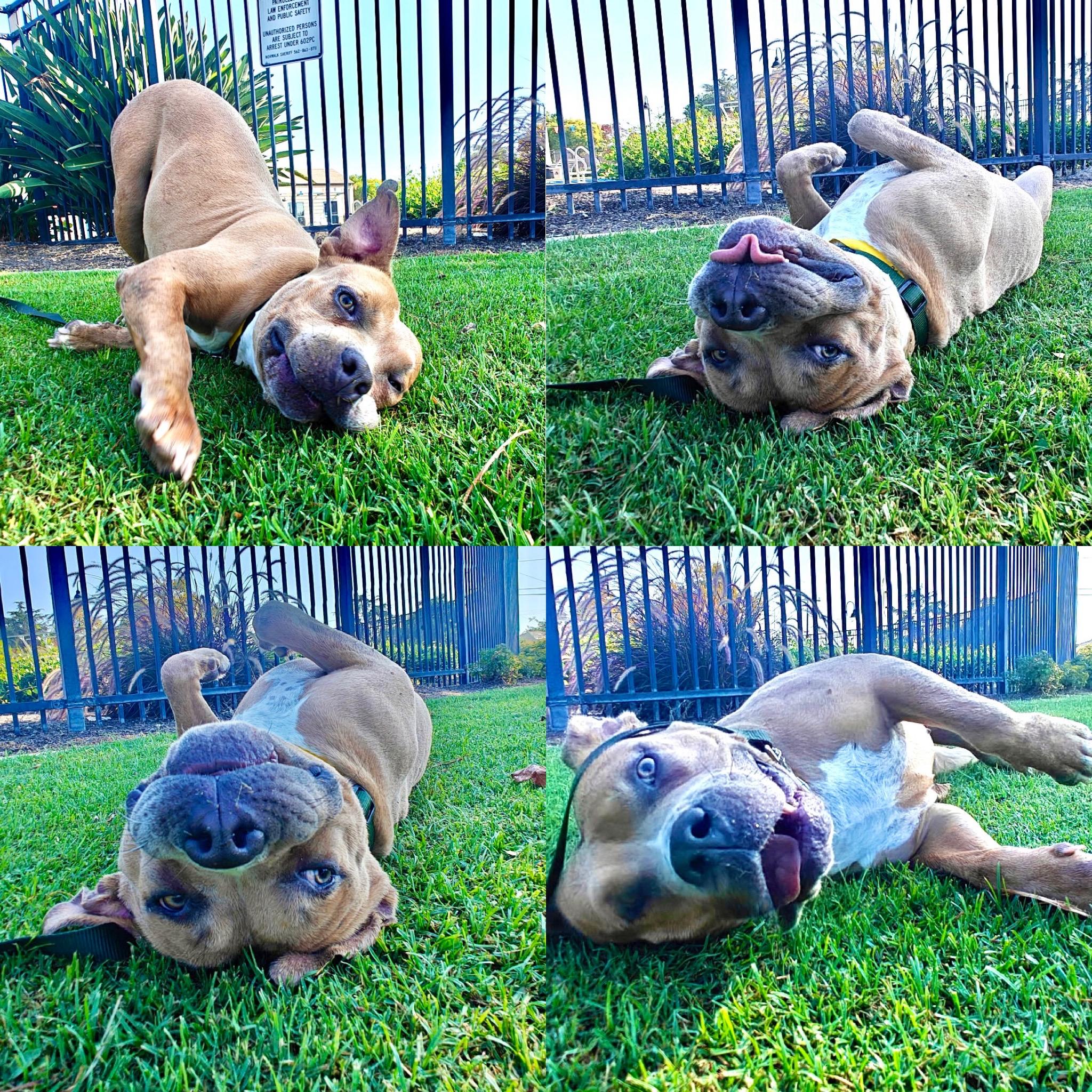 Enlarge Kyra, a Adoptable mixed breed in Huntington Beach, CA image 3/3