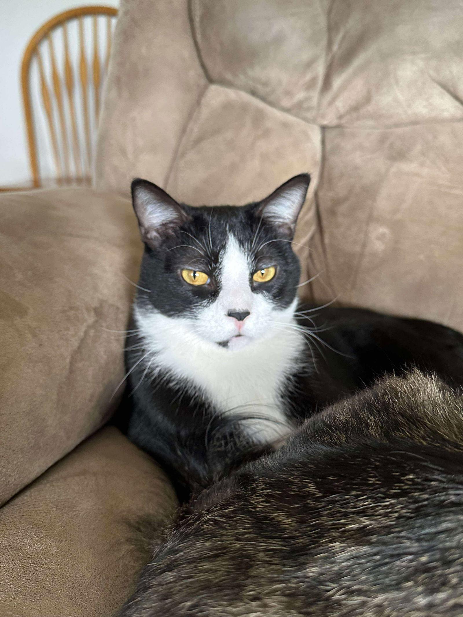 Enlarge Carson, a Adopted Domestic Short Hair in Alexandria, MN image 2/3