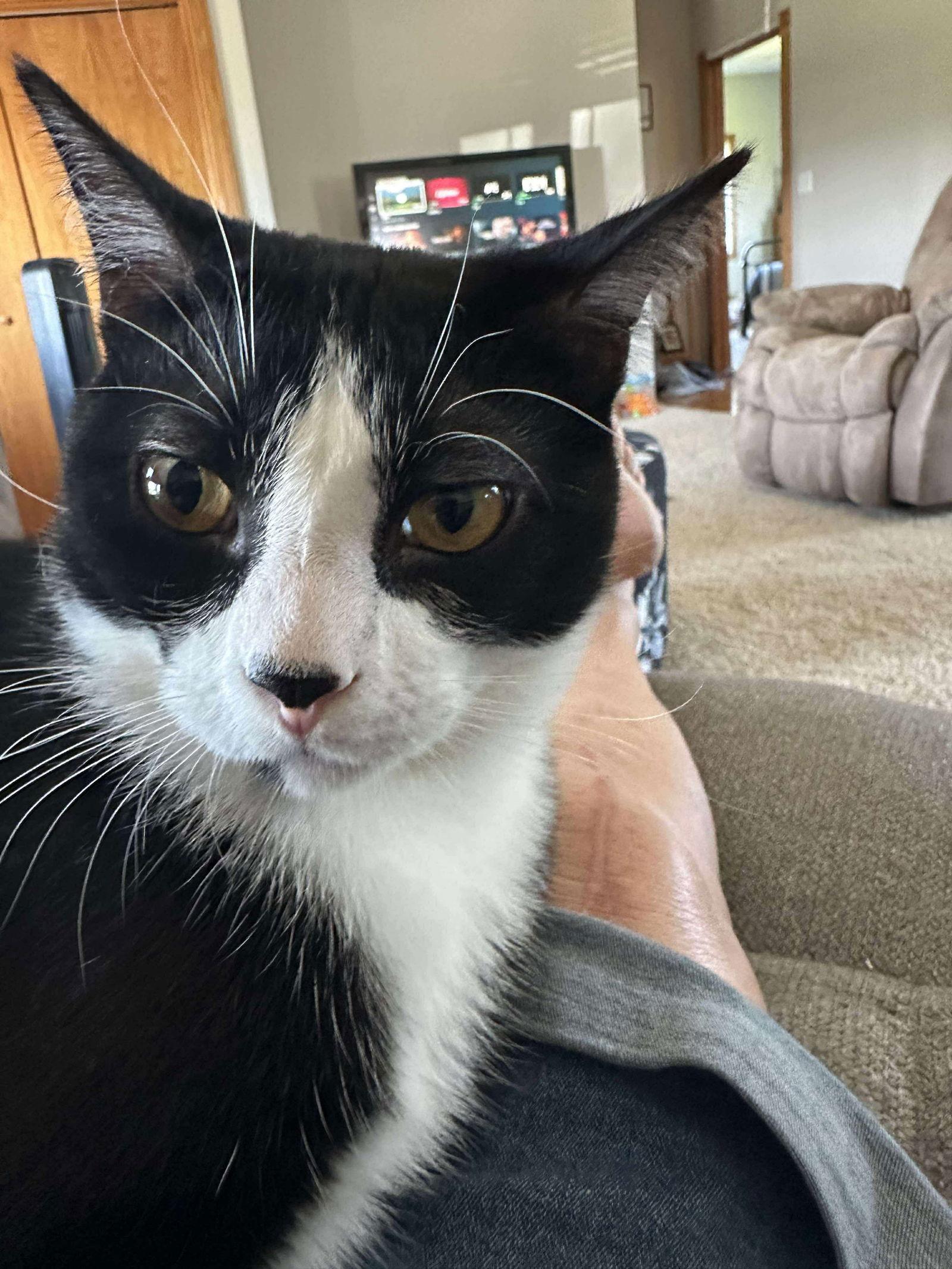 Enlarge Carson, a Adopted Domestic Short Hair in Alexandria, MN image 3/3