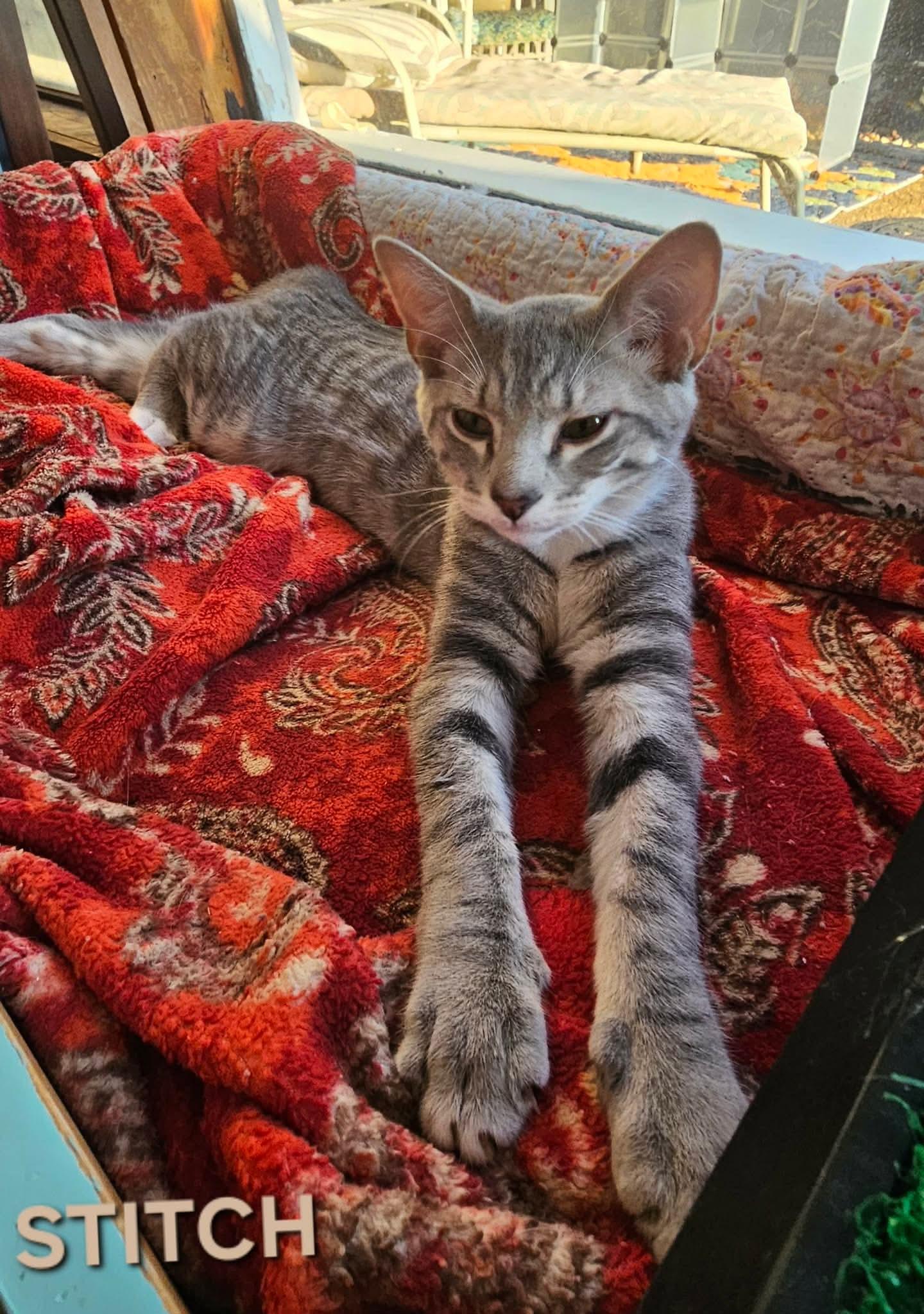 Stitch , a Adoptable mixed breed in Fort Oglethorpe, GA image 1/5