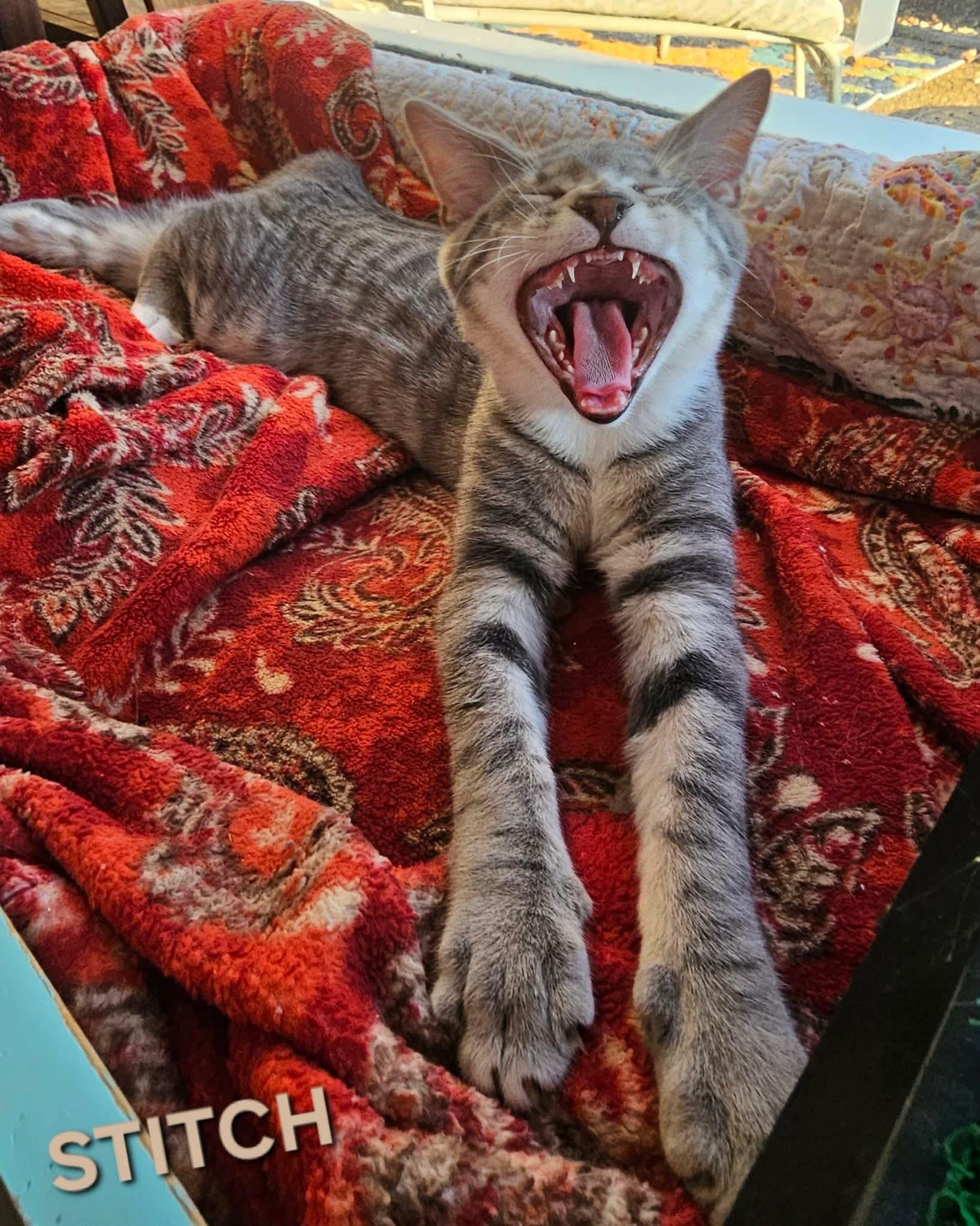 Stitch , a Adoptable mixed breed in Fort Oglethorpe, GA image 5/5