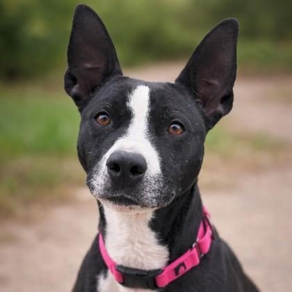Enlarge Yuna, a ADOPTABLE mixed breed in Bridgeport, CA image 1/1