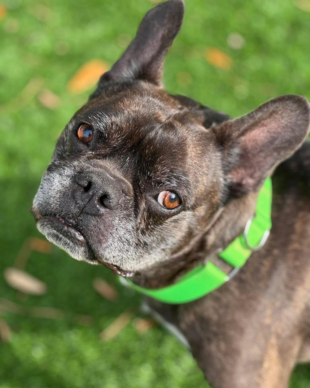 Enlarge Marvel, a ADOPTABLE mixed breed in Pawleys Island, SC image 1/5