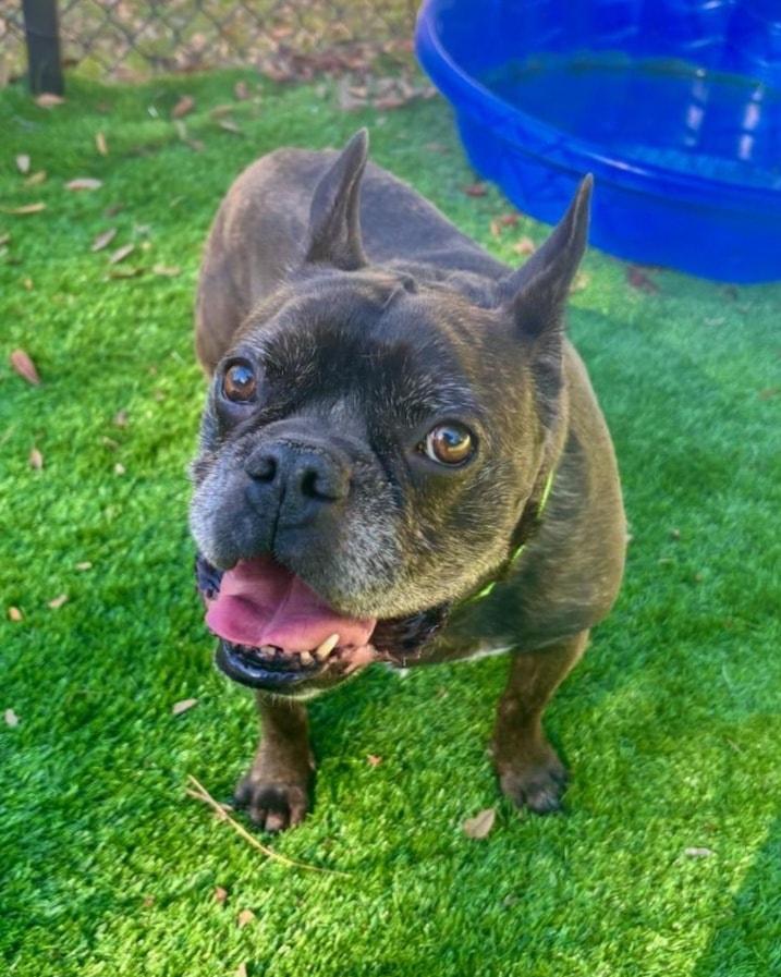 Enlarge Marvel, a ADOPTABLE mixed breed in Pawleys Island, SC image 3/5