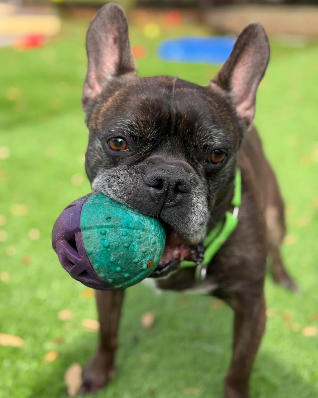 Enlarge Marvel, a ADOPTABLE mixed breed in Pawleys Island, SC image 2/5