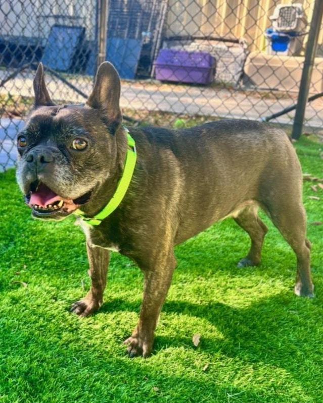 Enlarge Marvel, a ADOPTABLE mixed breed in Pawleys Island, SC image 4/5