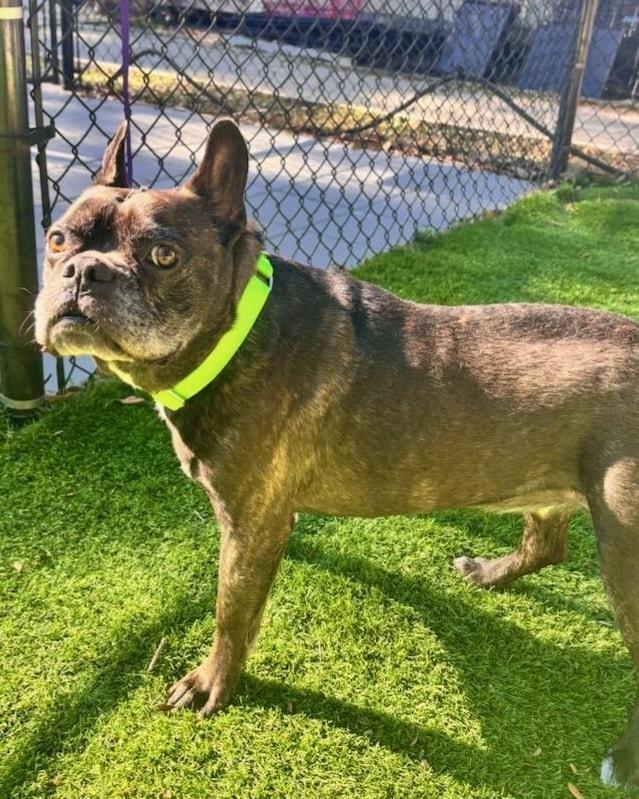 Enlarge Marvel, a ADOPTABLE mixed breed in Pawleys Island, SC image 5/5