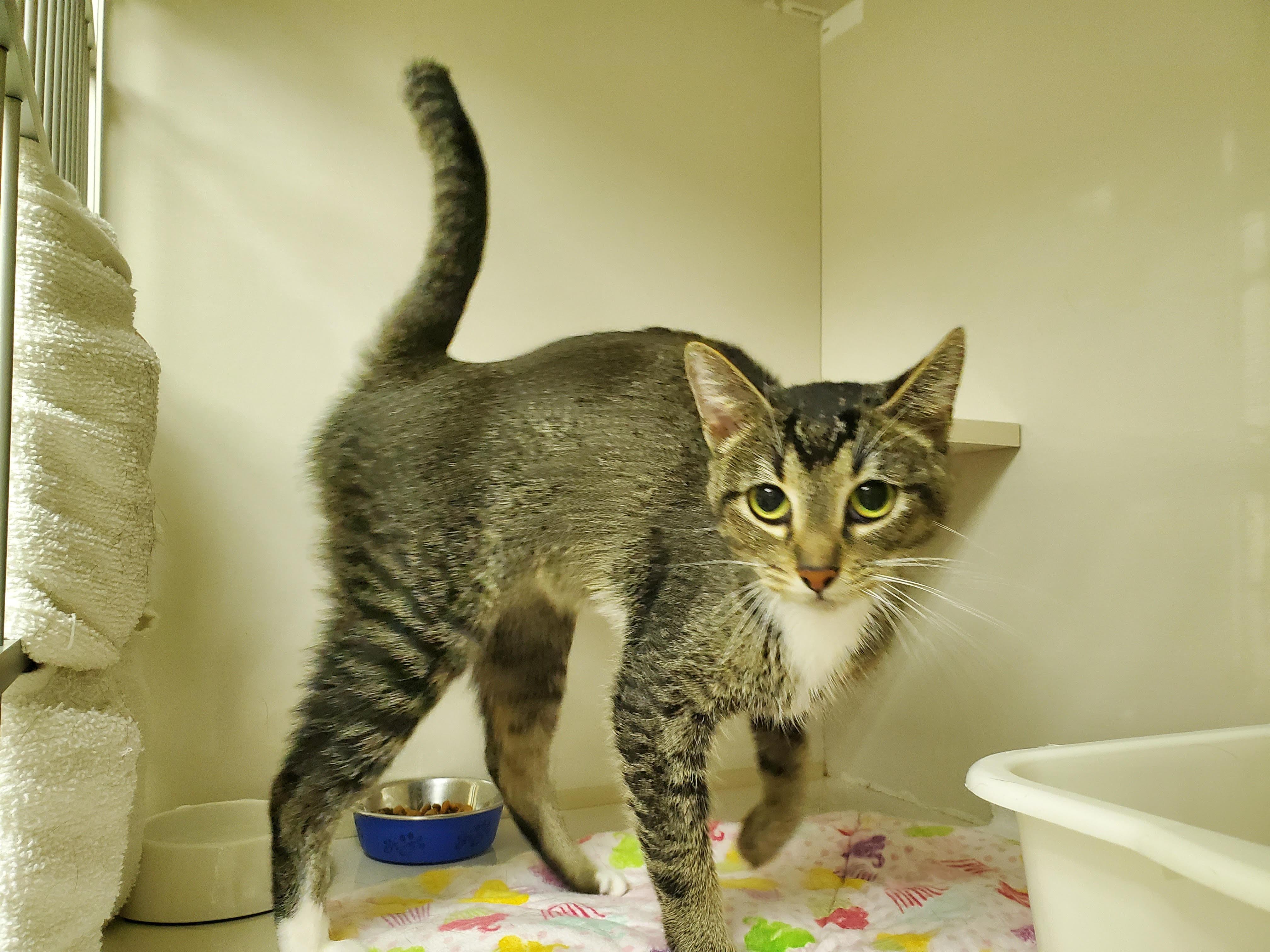 Juno, Young Female Domestic Short Hair