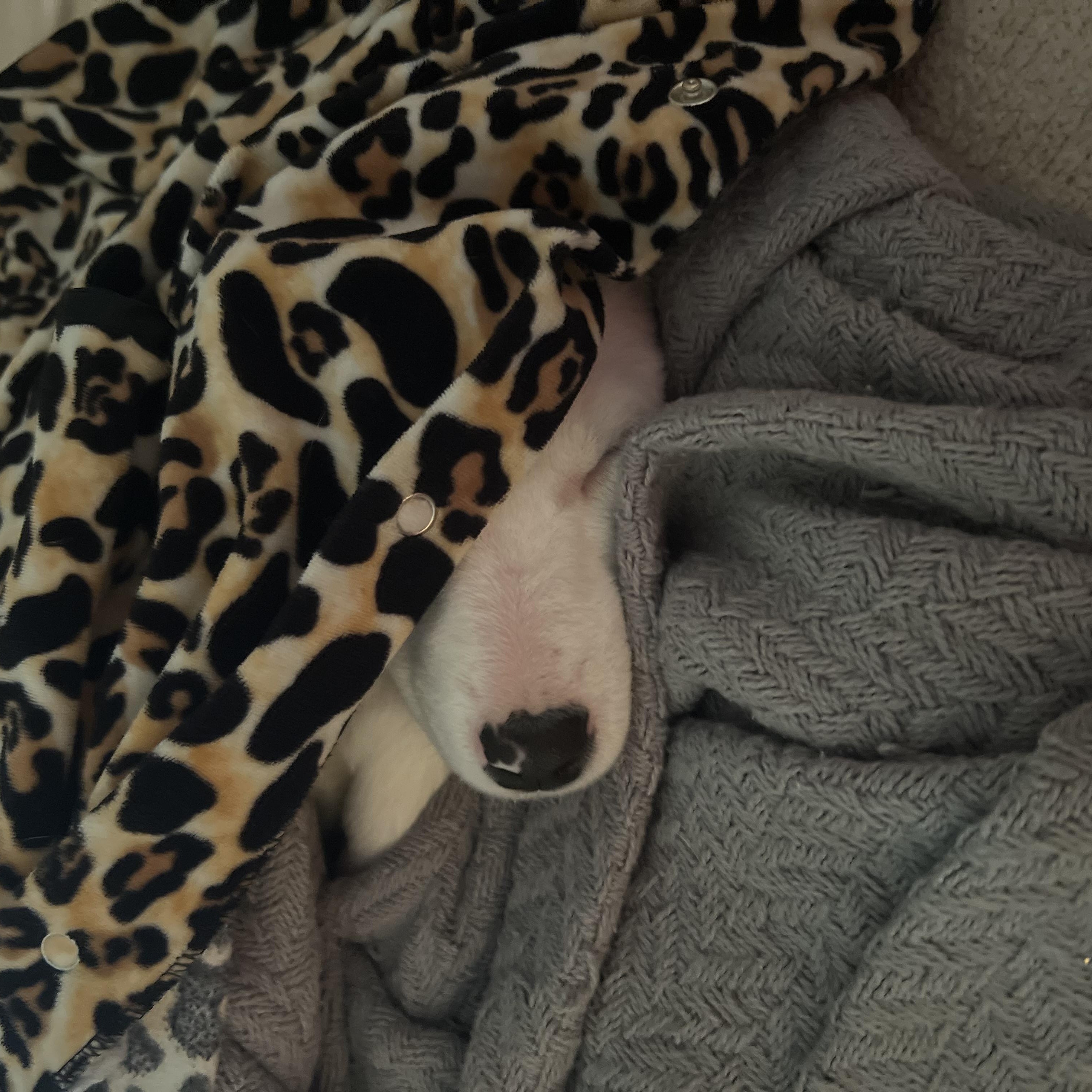 Enlarge Nina, a Adoptable mixed breed in Brentwood, TN image 4/4