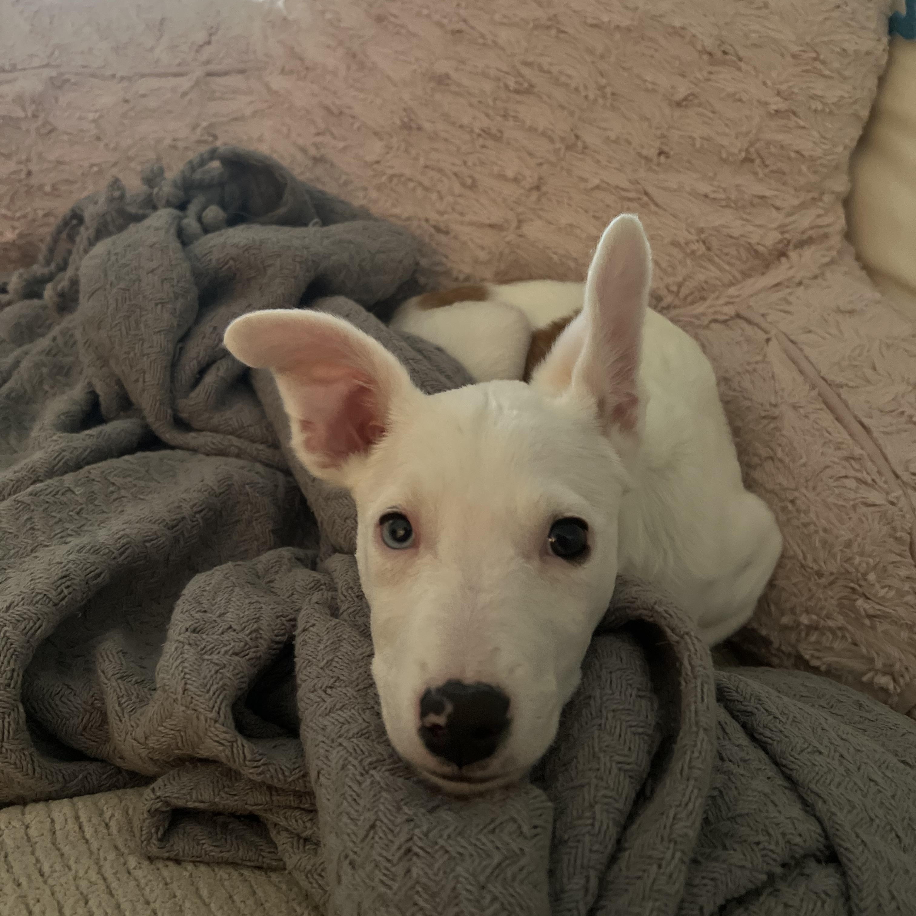 Enlarge Nina, a Adoptable mixed breed in Brentwood, TN image 1/4