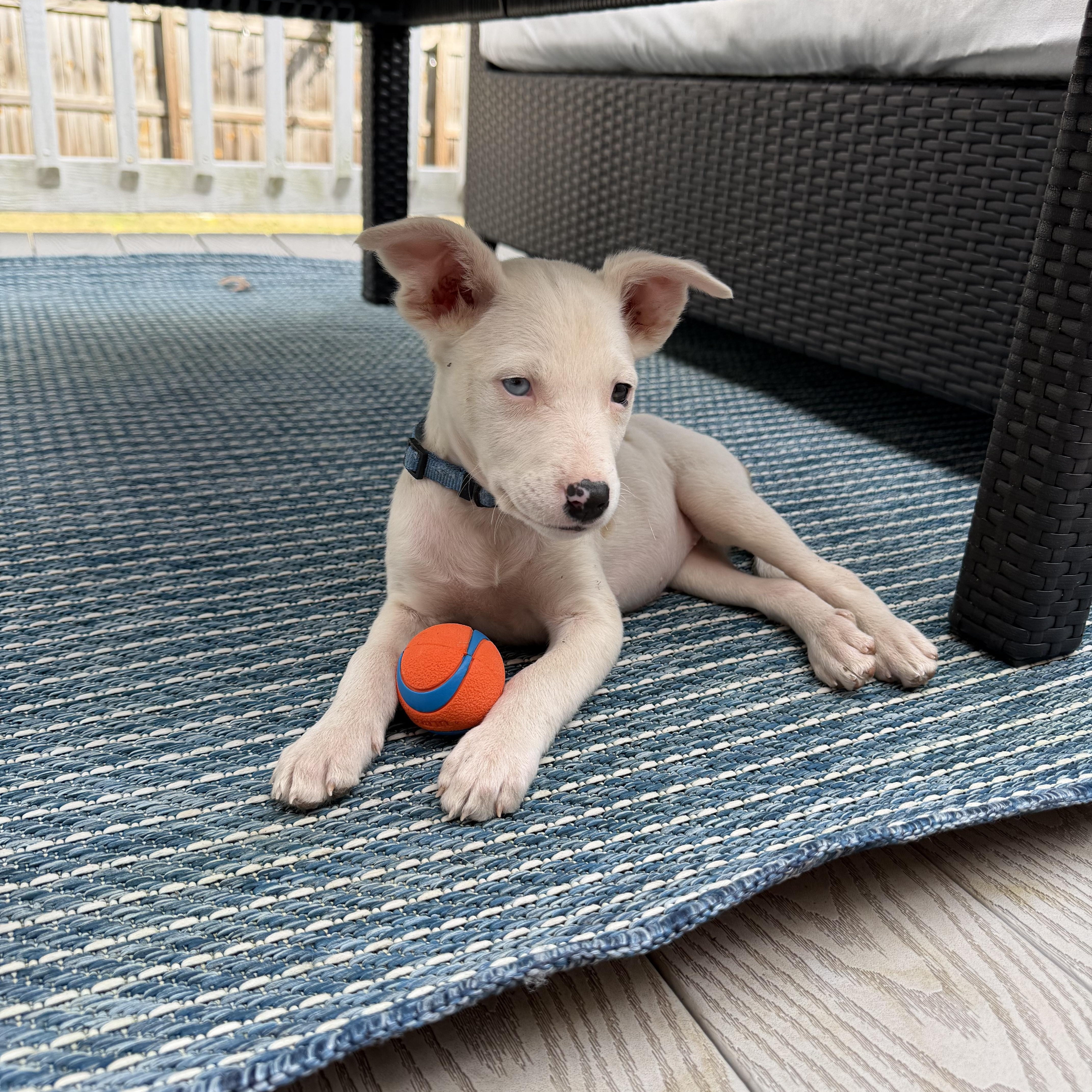 Enlarge Nina, a Adoptable mixed breed image 1/2