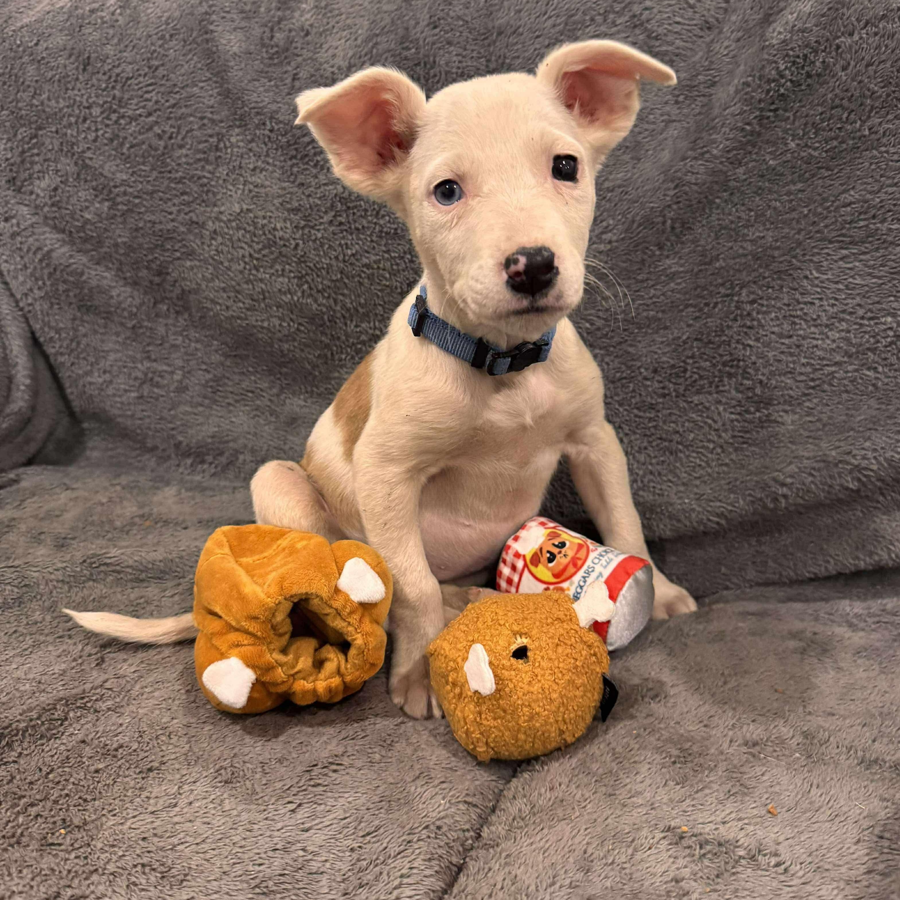 Enlarge Nina, a Adoptable mixed breed image 2/2