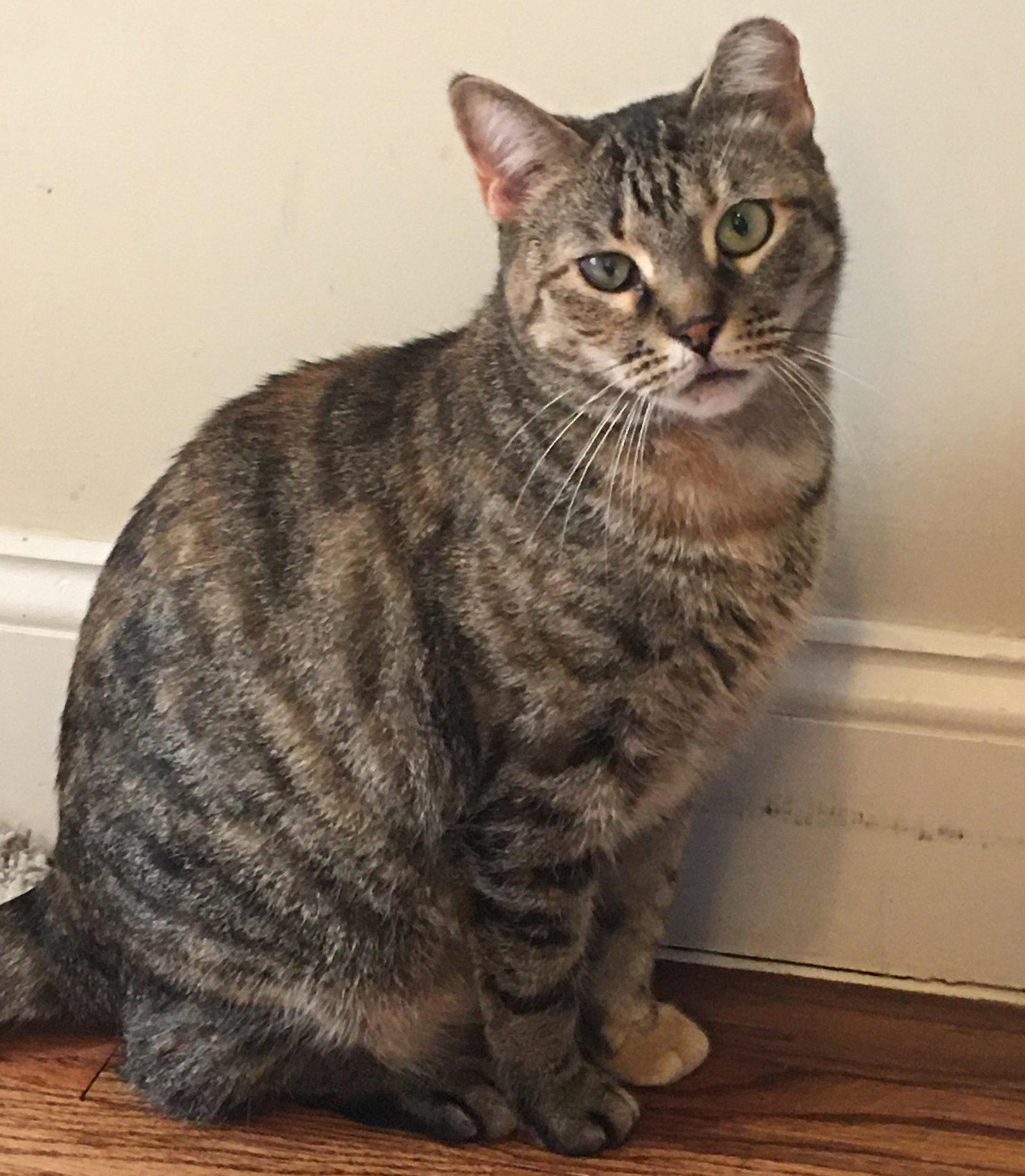 Enlarge Ella, a Adoptable Domestic Short Hair in Brooklyn, NY image 1/3