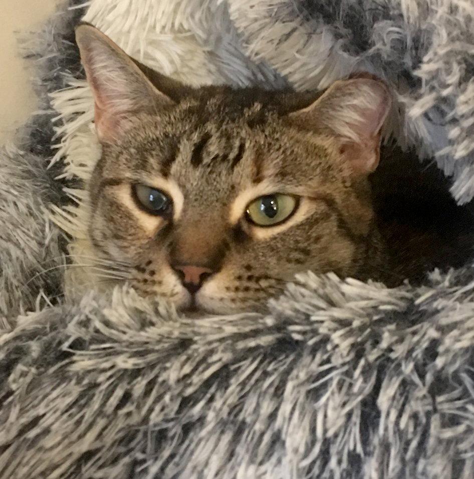Enlarge Ella, a Adoptable Domestic Short Hair in Brooklyn, NY image 2/3