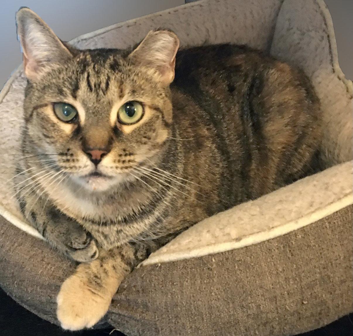 Enlarge Ella, a Adoptable Domestic Short Hair in Brooklyn, NY image 3/3