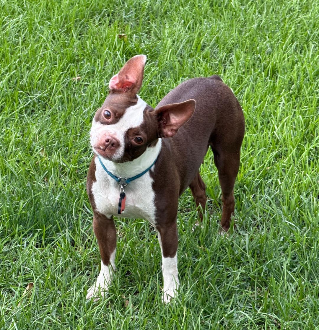 Bella - pending, Adoptable, Young Female Boston Terrier.