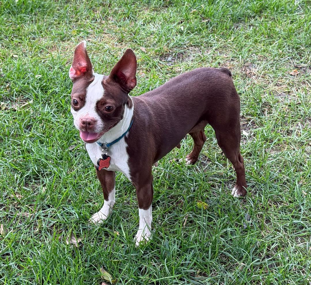 Enlarge Bella - pending, a Adoptable Boston Terrier in Elkhorn, NE image 2/5