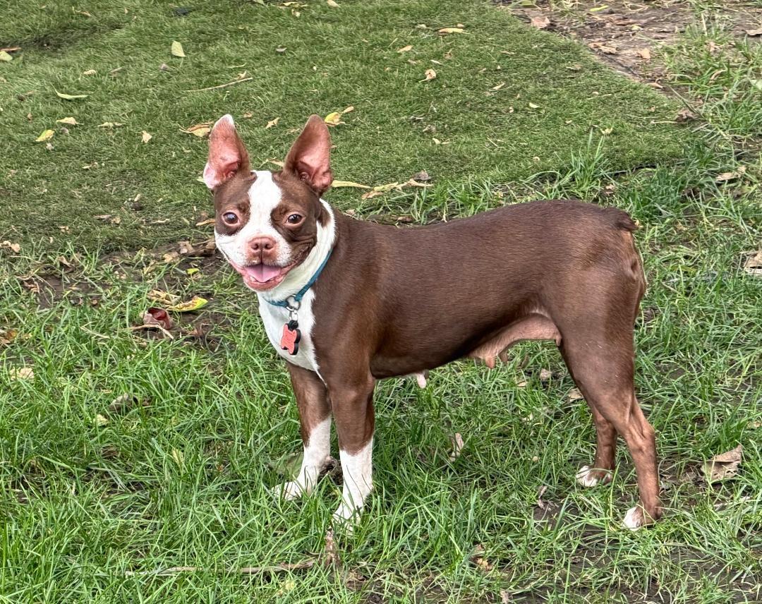 Enlarge Bella - pending, a Adoptable Boston Terrier in Elkhorn, NE image 4/5
