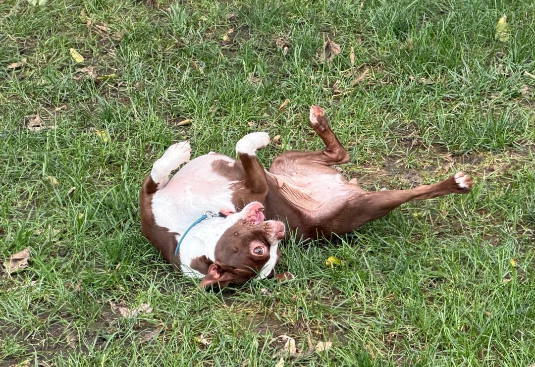 Enlarge Bella - pending, a Adoptable Boston Terrier in Elkhorn, NE image 3/5