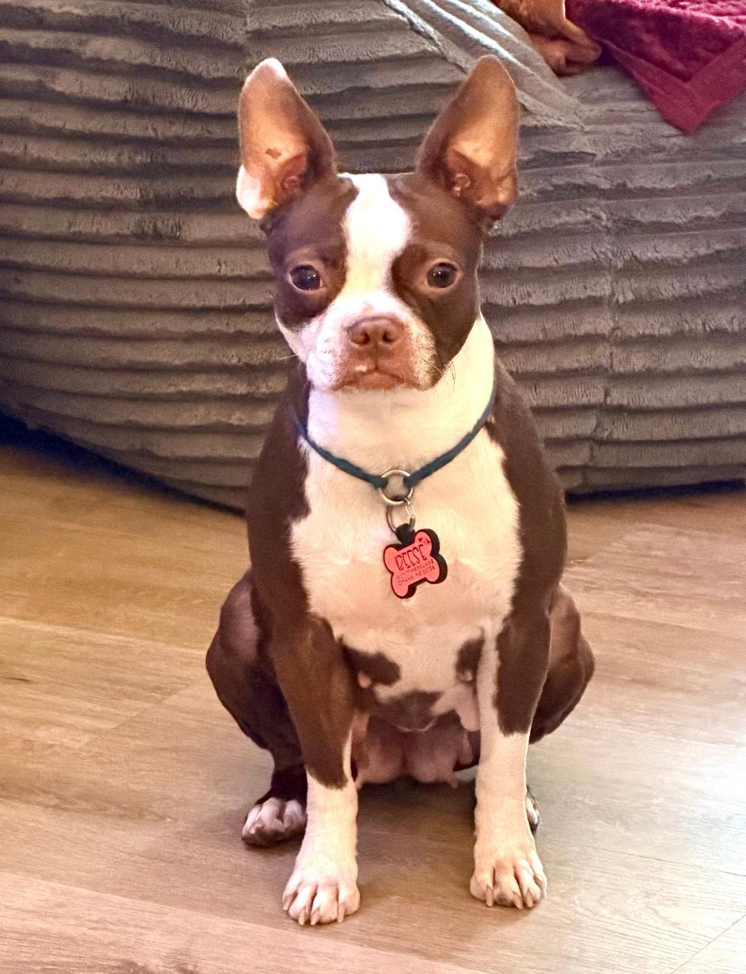 Enlarge Bella - pending, a Adoptable Boston Terrier in Elkhorn, NE image 5/5