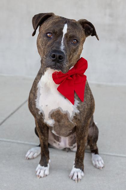Enlarge Ursa, a Adoptable mixed breed in Longmont, CO image 2/3