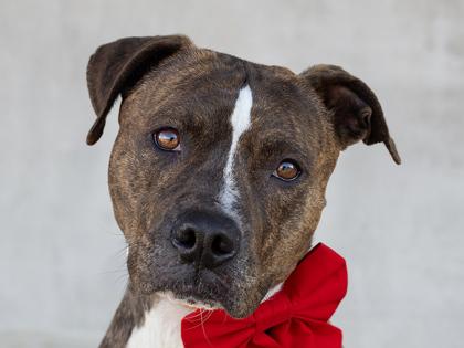 Enlarge Ursa, a Adoptable mixed breed in Longmont, CO image 3/3