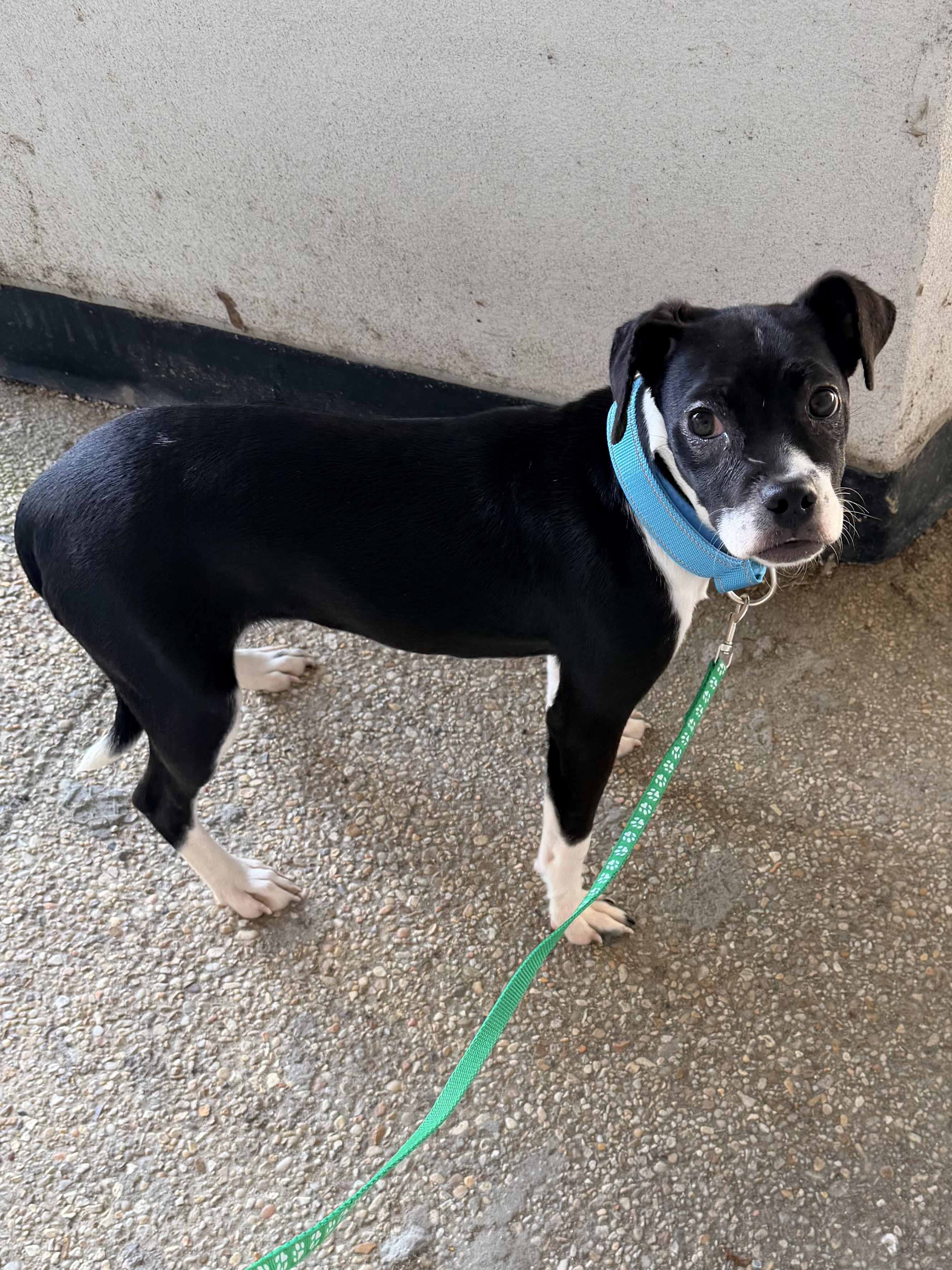 Enlarge Sophie, a ADOPTABLE mixed breed in Baker, LA image 2/6