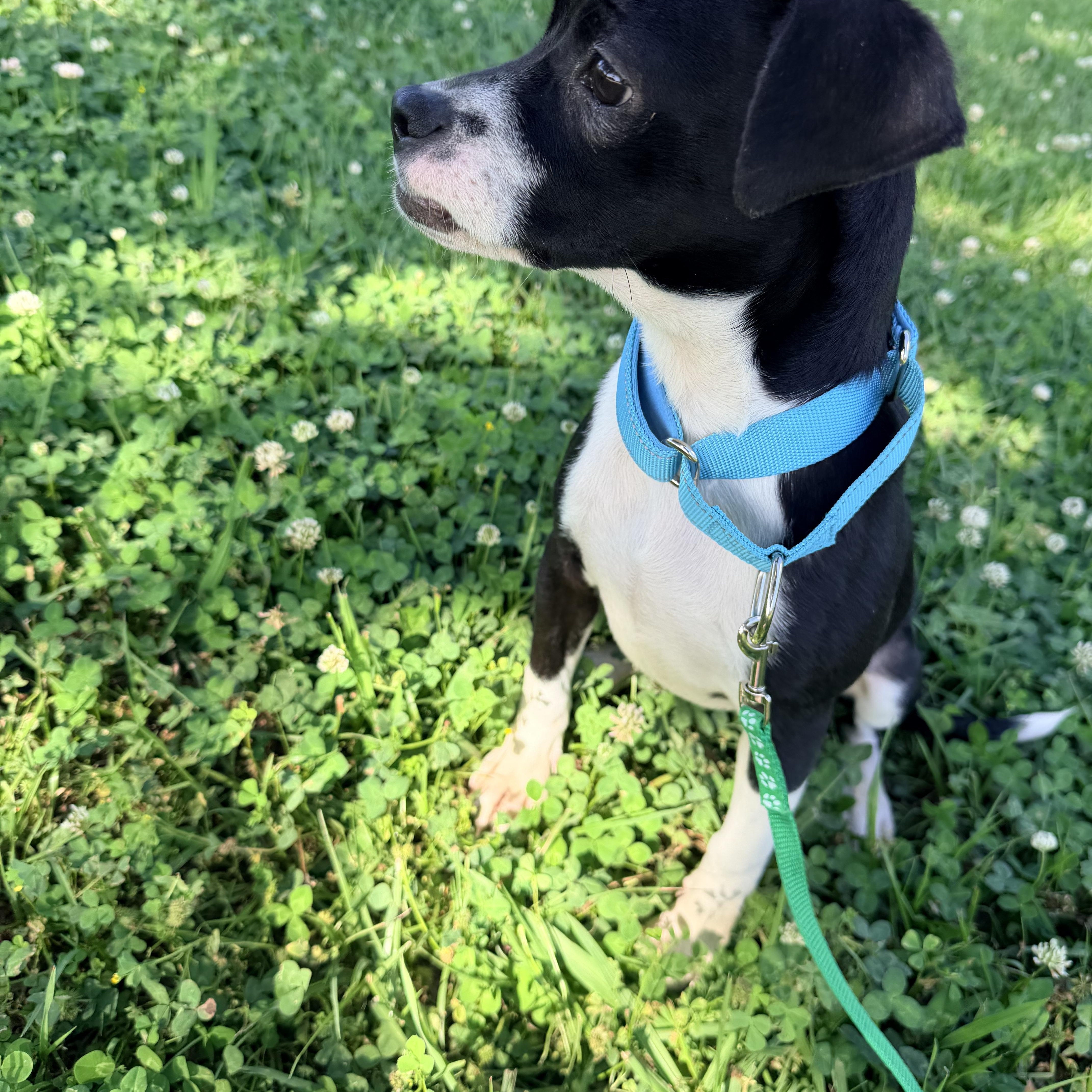 Enlarge Sophie, a ADOPTABLE mixed breed in Baker, LA image 4/6