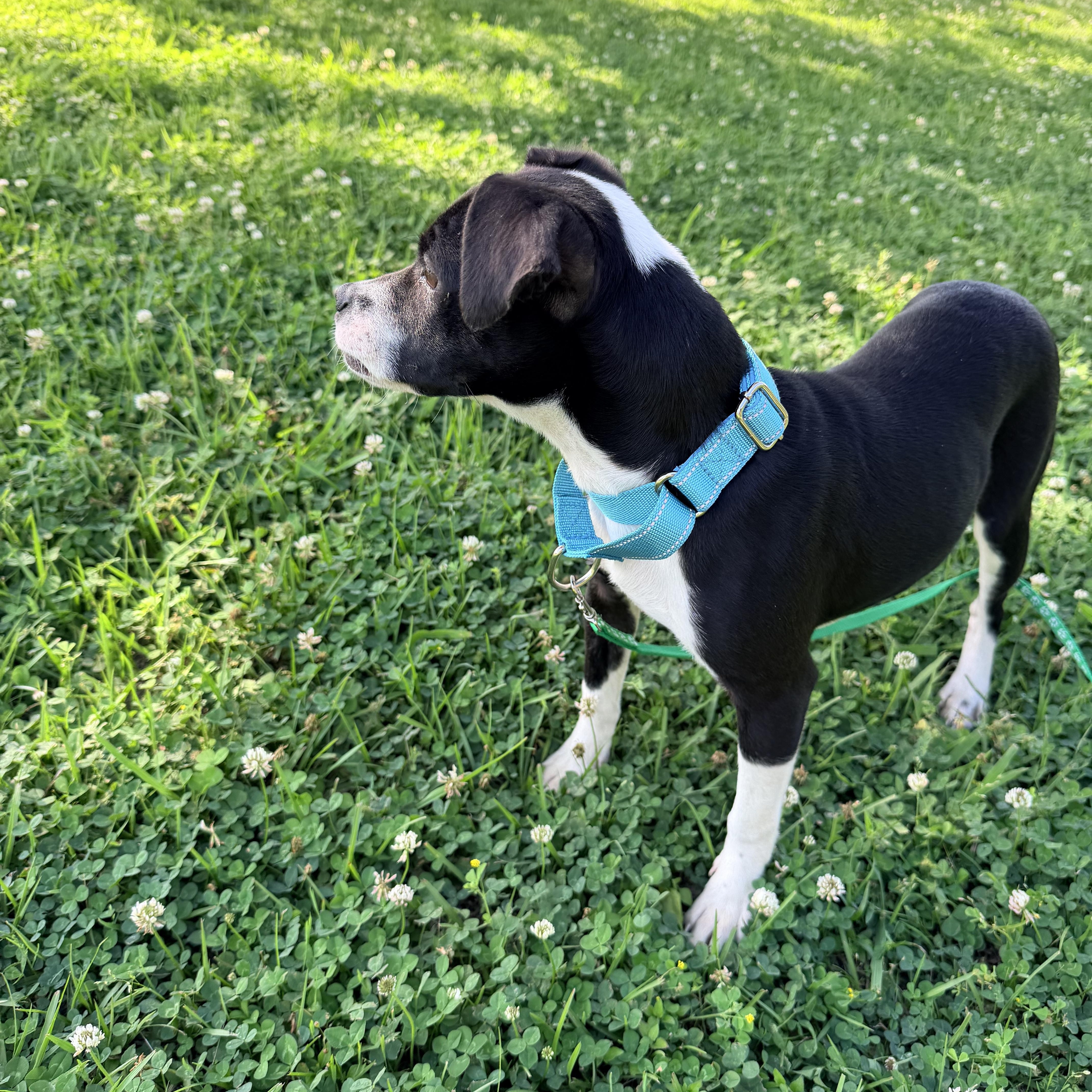 Enlarge Sophie, a ADOPTABLE mixed breed in Baker, LA image 5/6