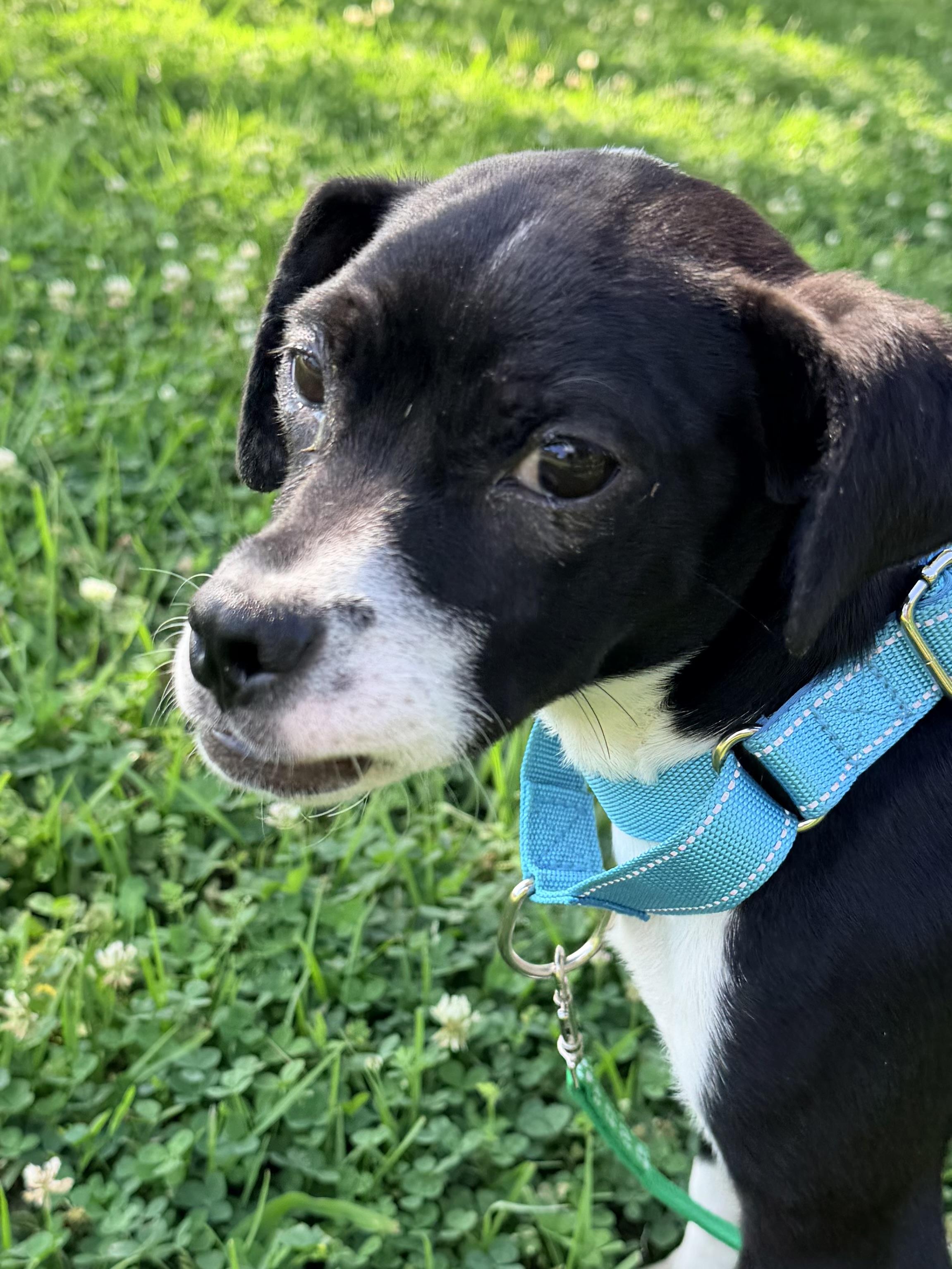 Enlarge Sophie, a ADOPTABLE mixed breed in Baker, LA image 6/6