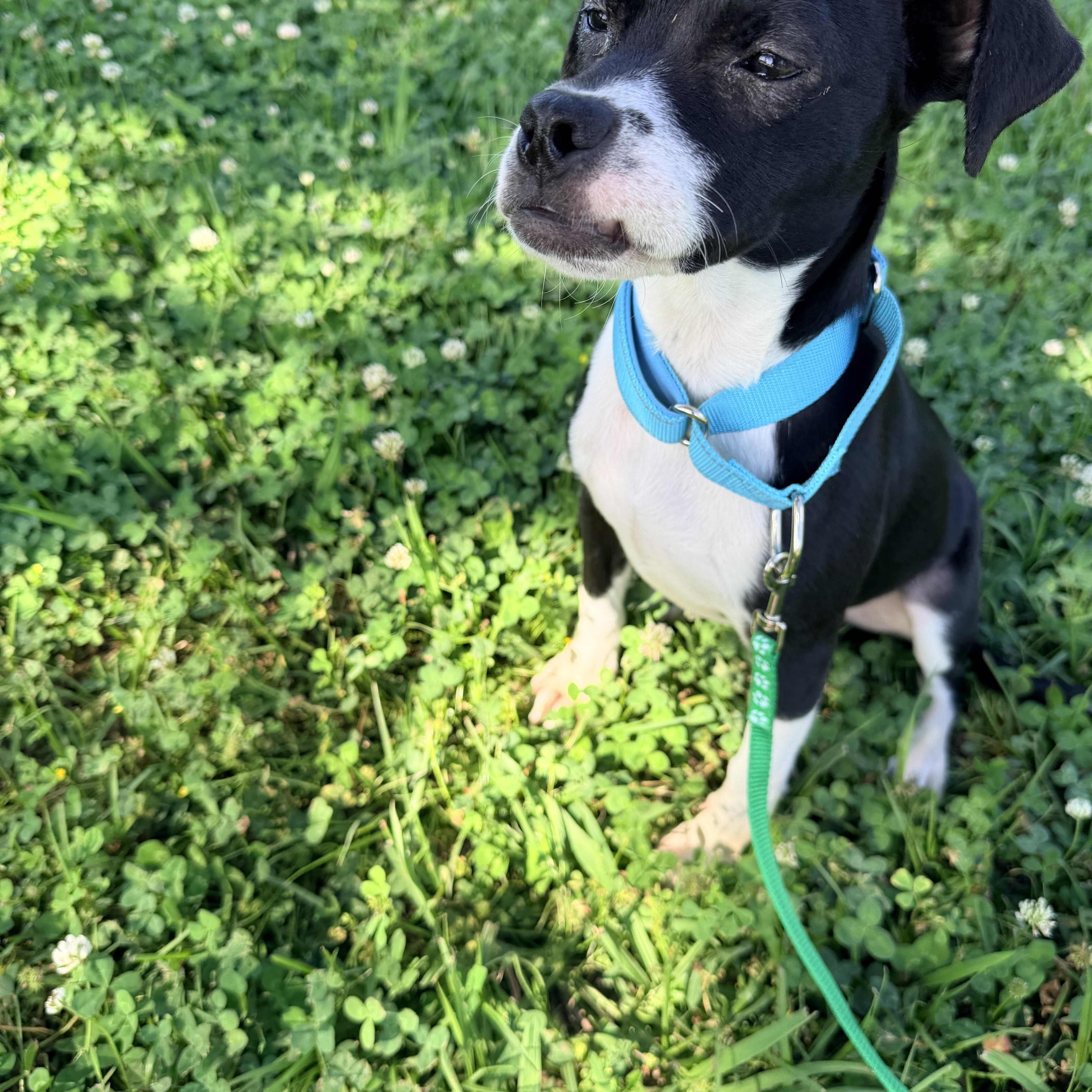 Enlarge Sophie, a ADOPTABLE mixed breed in Baker, LA image 3/6