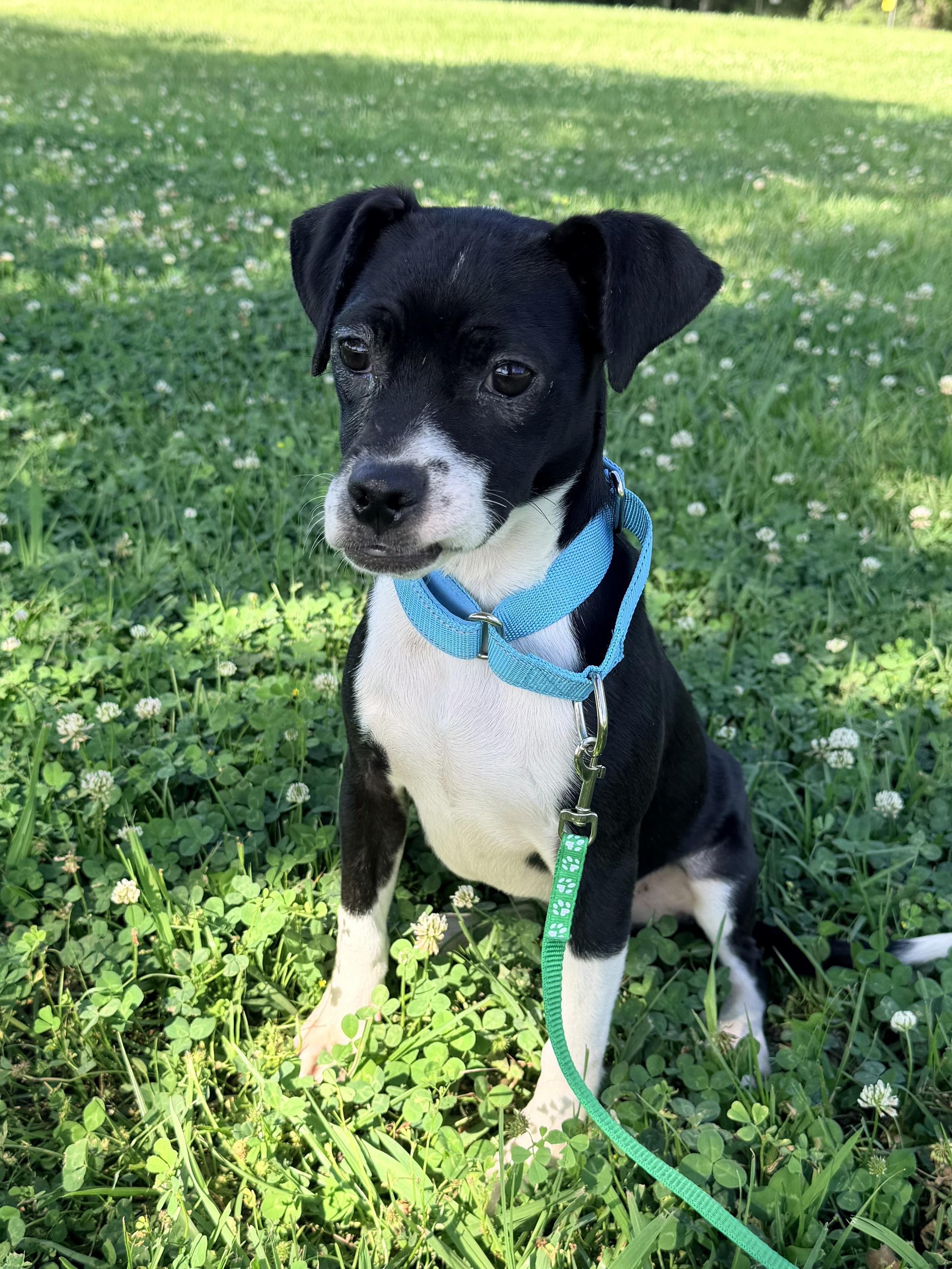 Sophie, ADOPTABLE, Young Female Terrier & Boston Terrier.