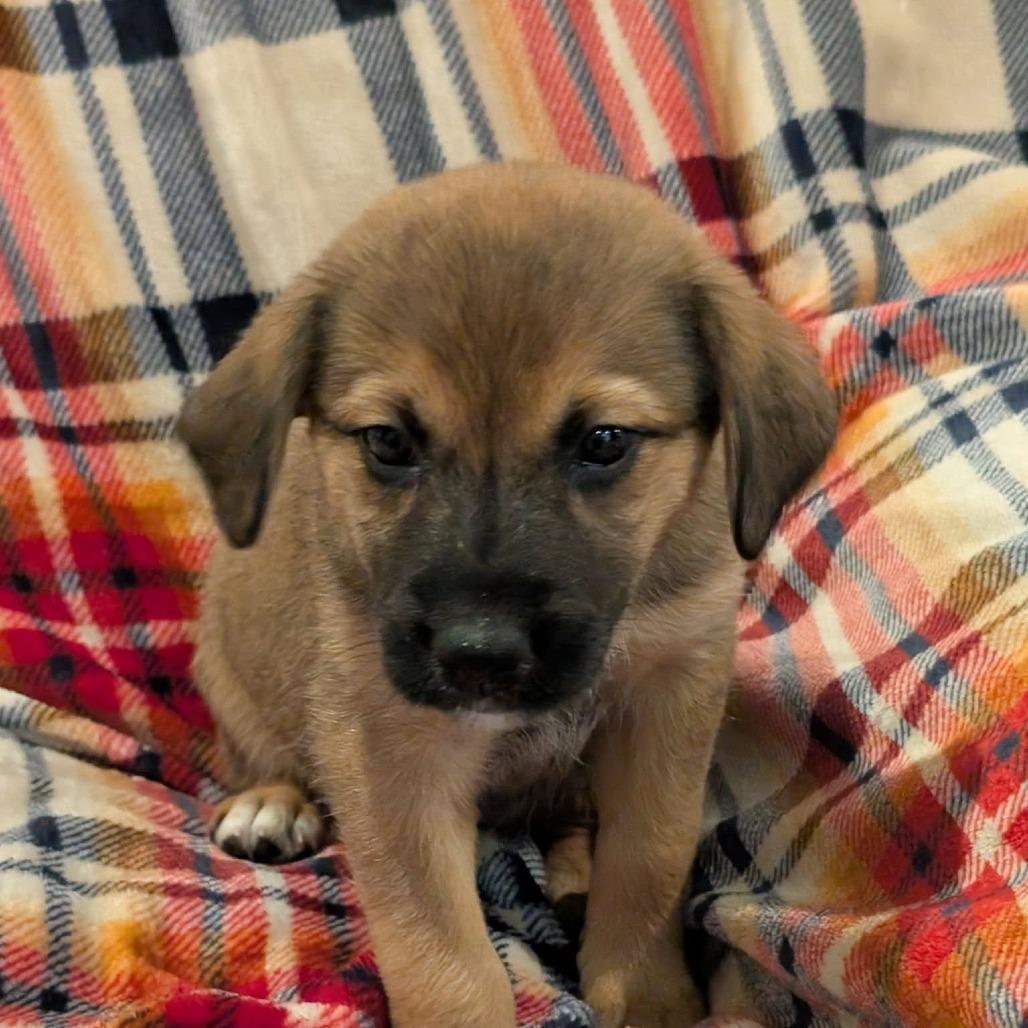 Aurora, Adoptable, Puppy Female Mixed Breed.