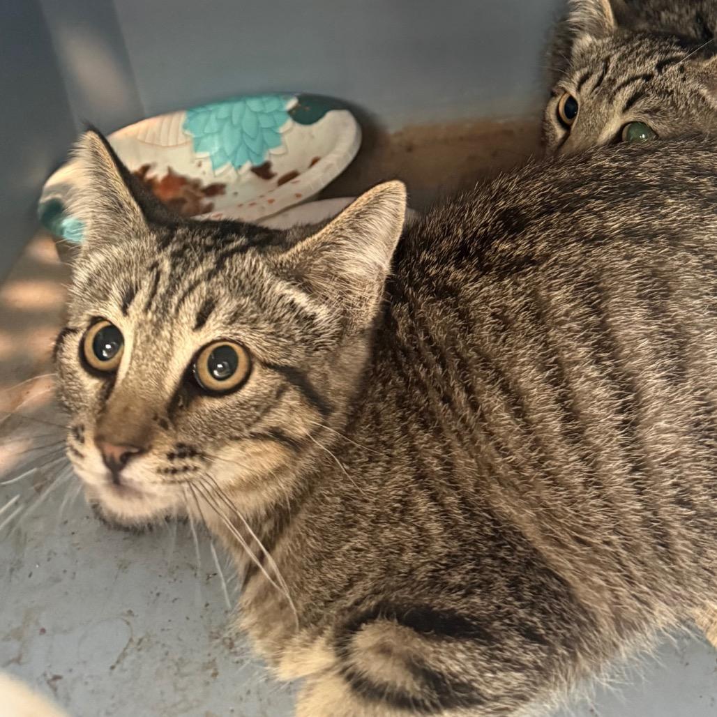 Mel is at Petsmart GJ, Adoptable, Kitten Female Domestic Short Hair.