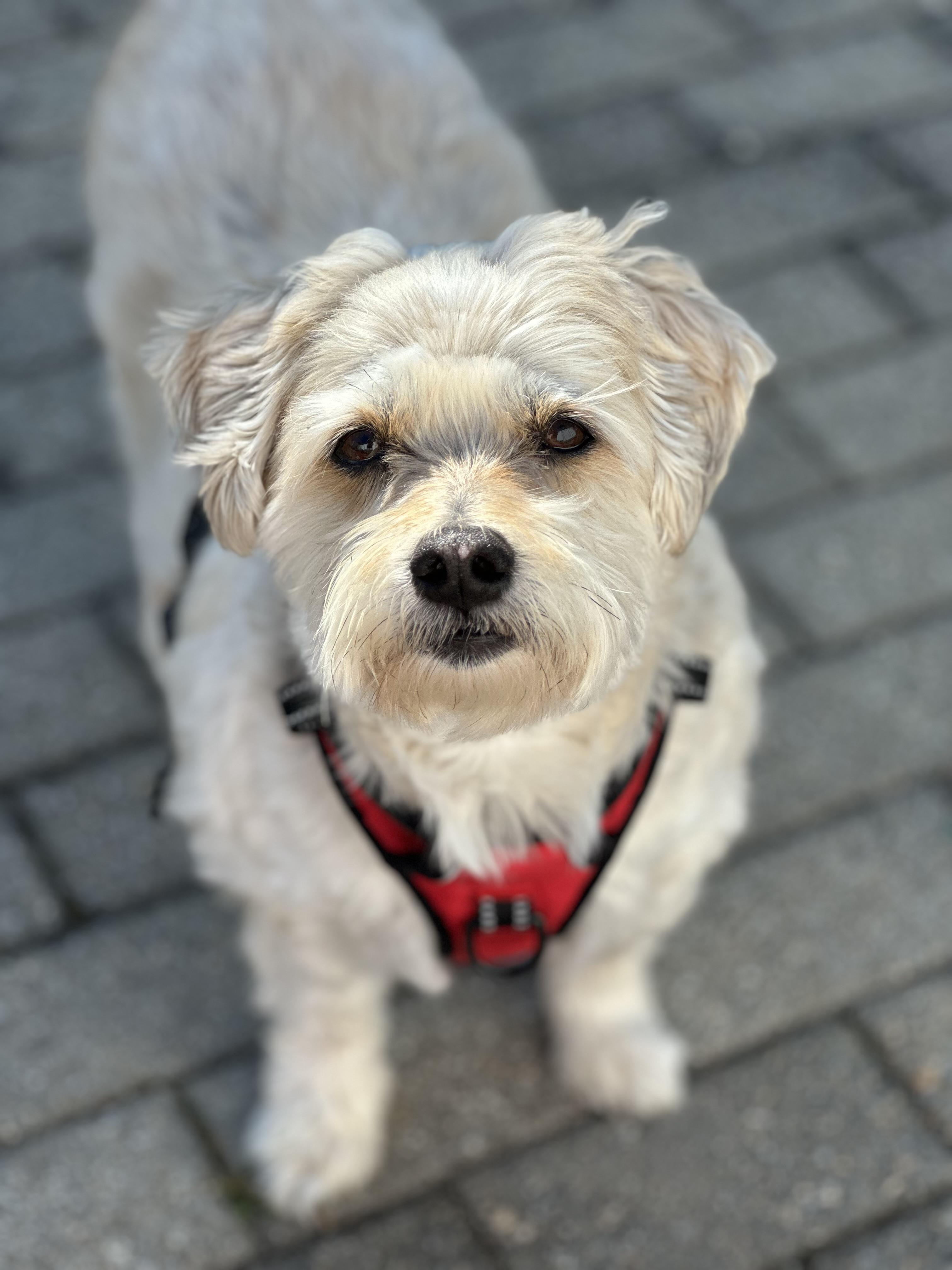 Enlarge Charlie & Henry, an adopted mixed breed in Brooklyn, NY image 1/6