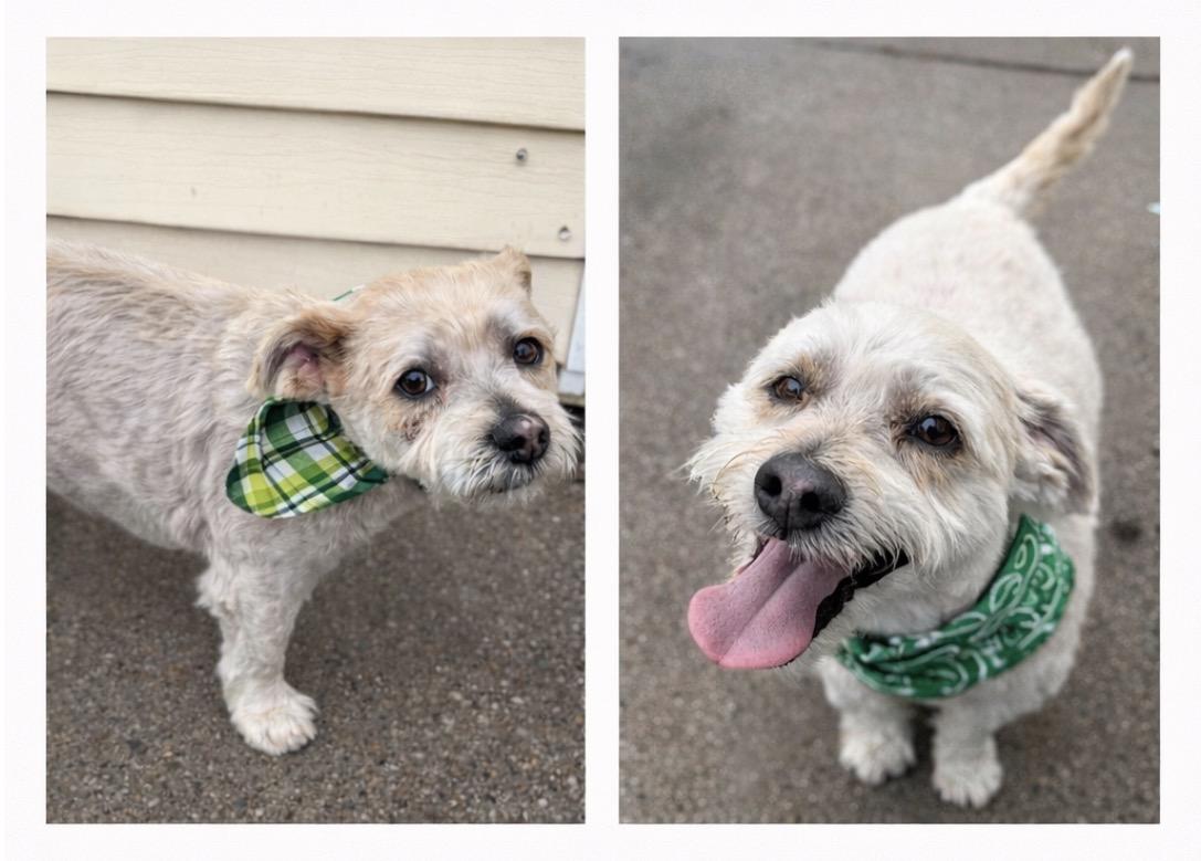 Enlarge Charlie & Henry, an adopted mixed breed in Brooklyn, NY image 4/6
