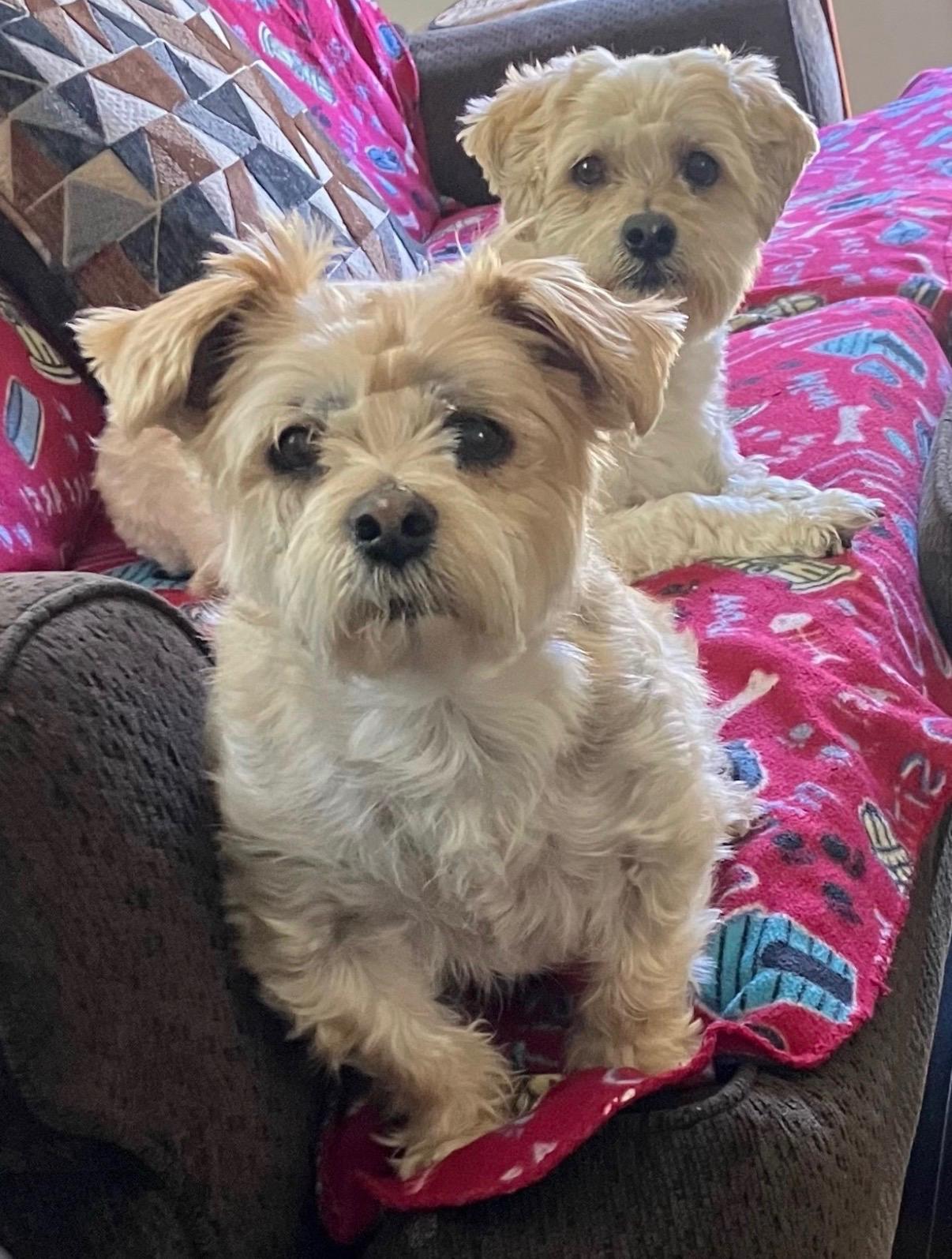 Enlarge Charlie & Henry, an adopted mixed breed in Brooklyn, NY image 3/6