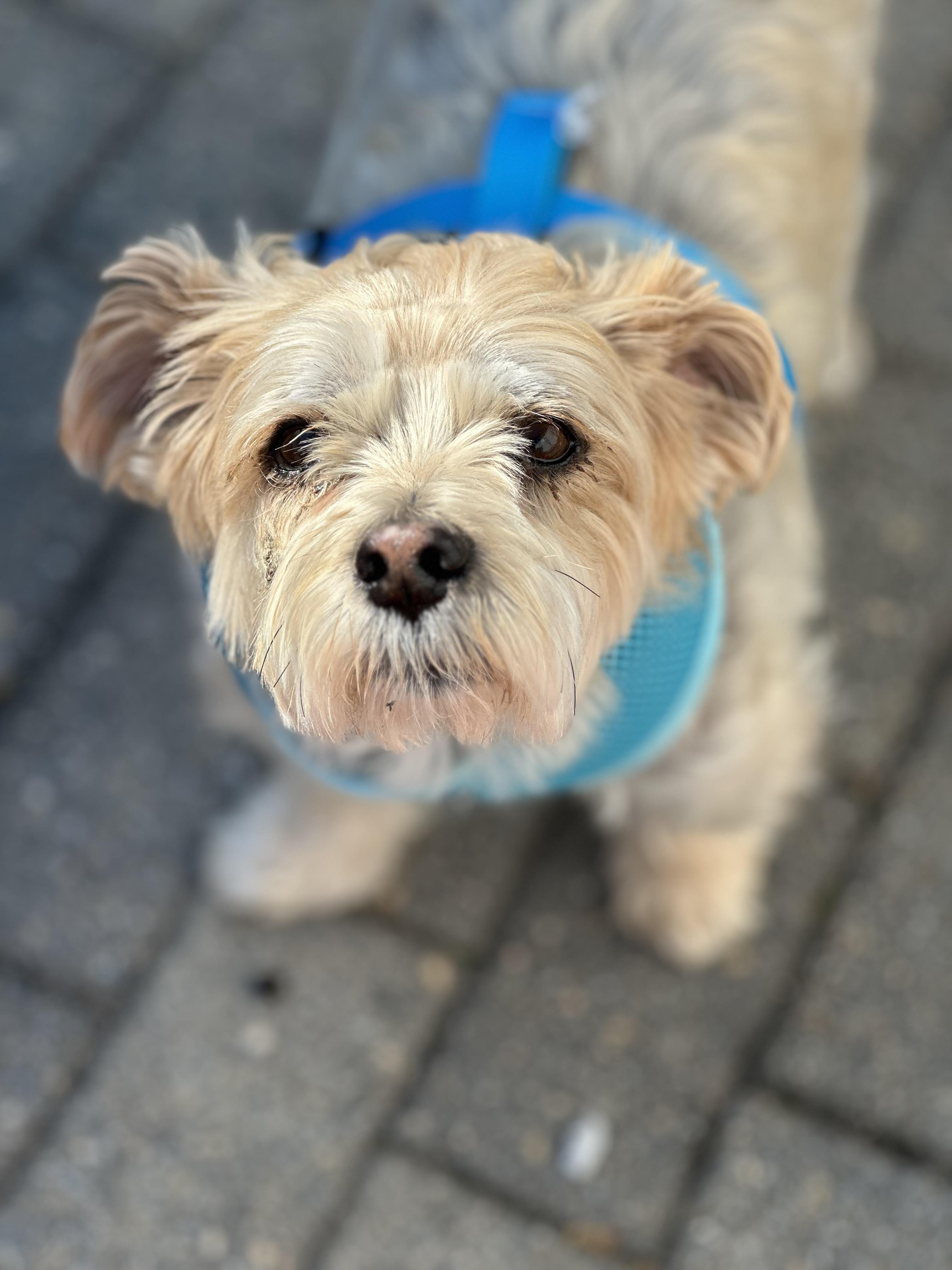 Enlarge Charlie & Henry, an adopted mixed breed in Brooklyn, NY image 2/6