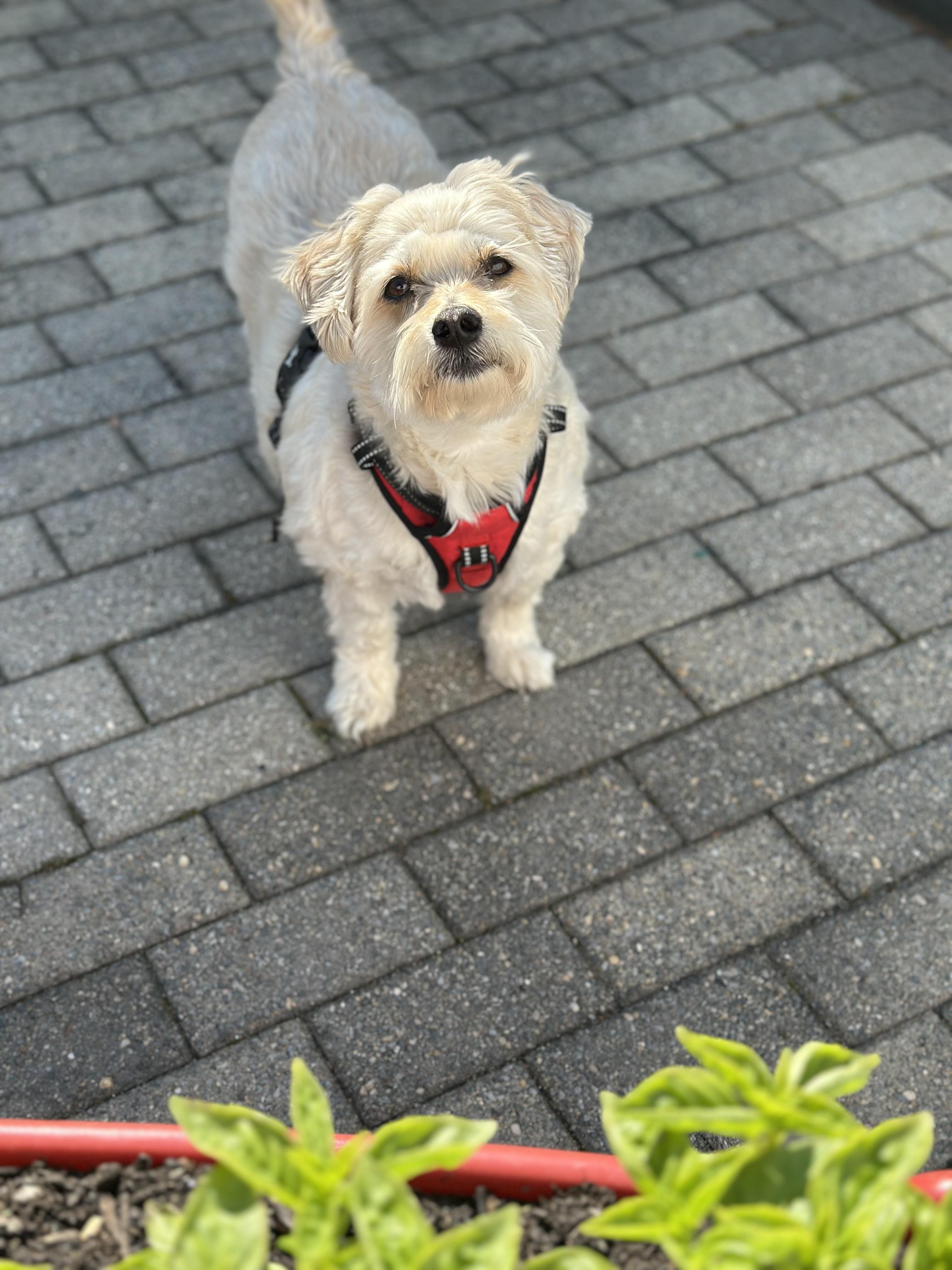 Enlarge Charlie & Henry, an adopted mixed breed in Brooklyn, NY image 6/6