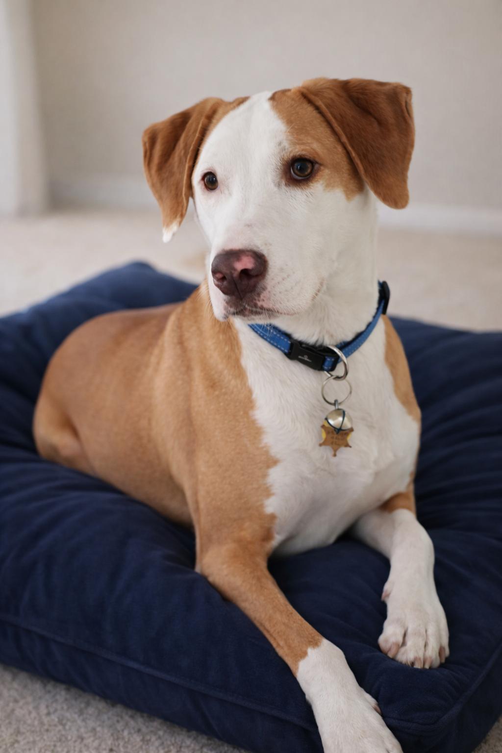 Enlarge BILLY , an adoptable mixed breed in Boston, MA image 2/5