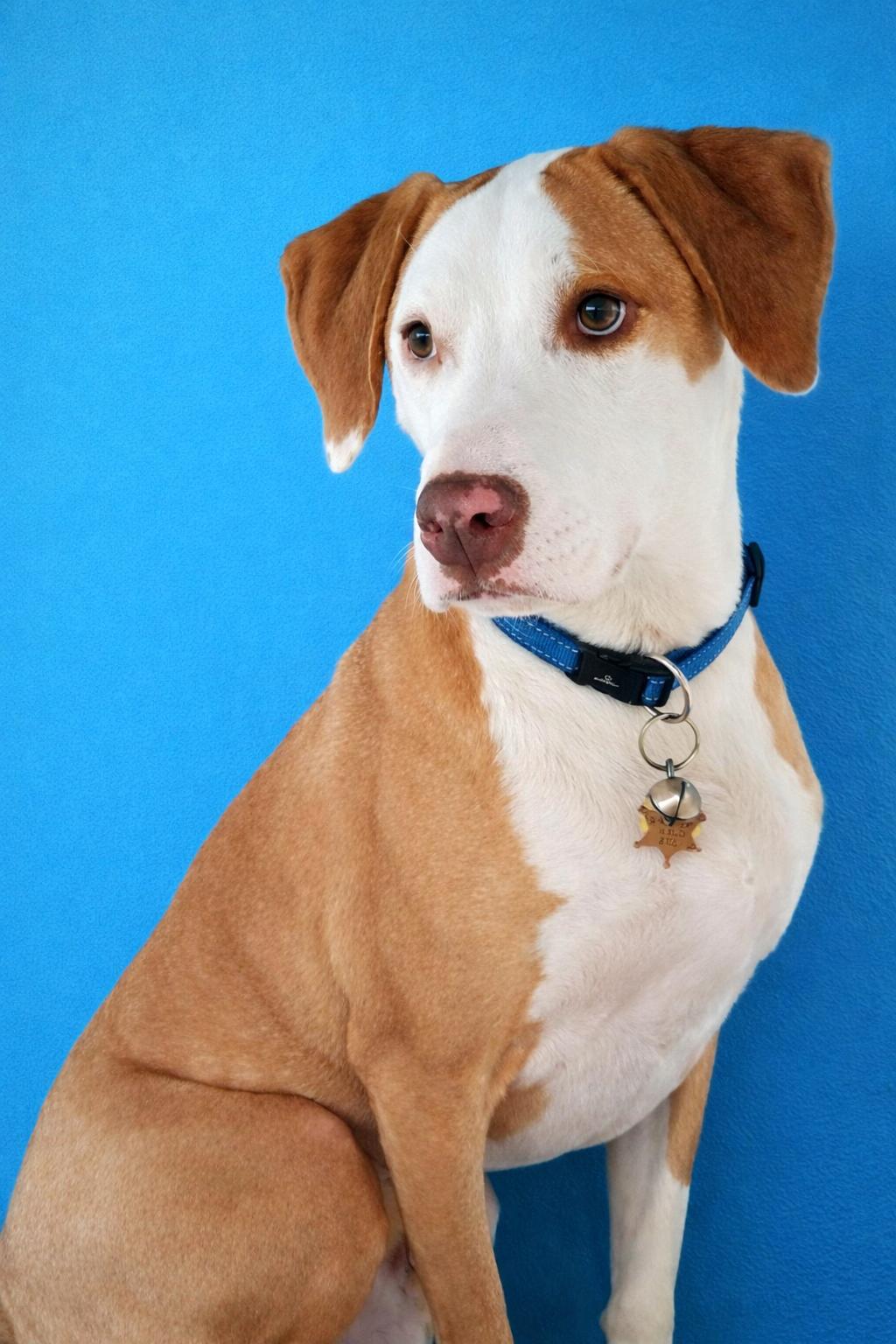 Enlarge BILLY , an adoptable mixed breed in Boston, MA image 1/5