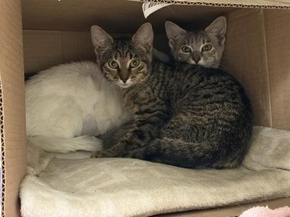 Lightning, Adoptable, Young Female Domestic Short Hair & Domestic Short Hair.