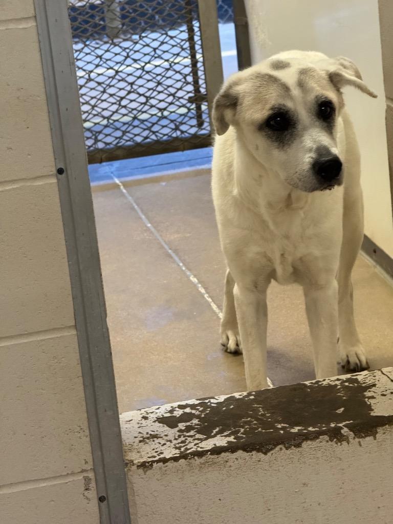 Mistletoe, Adoptable, Adult Female Labrador Retriever & Mixed Breed.