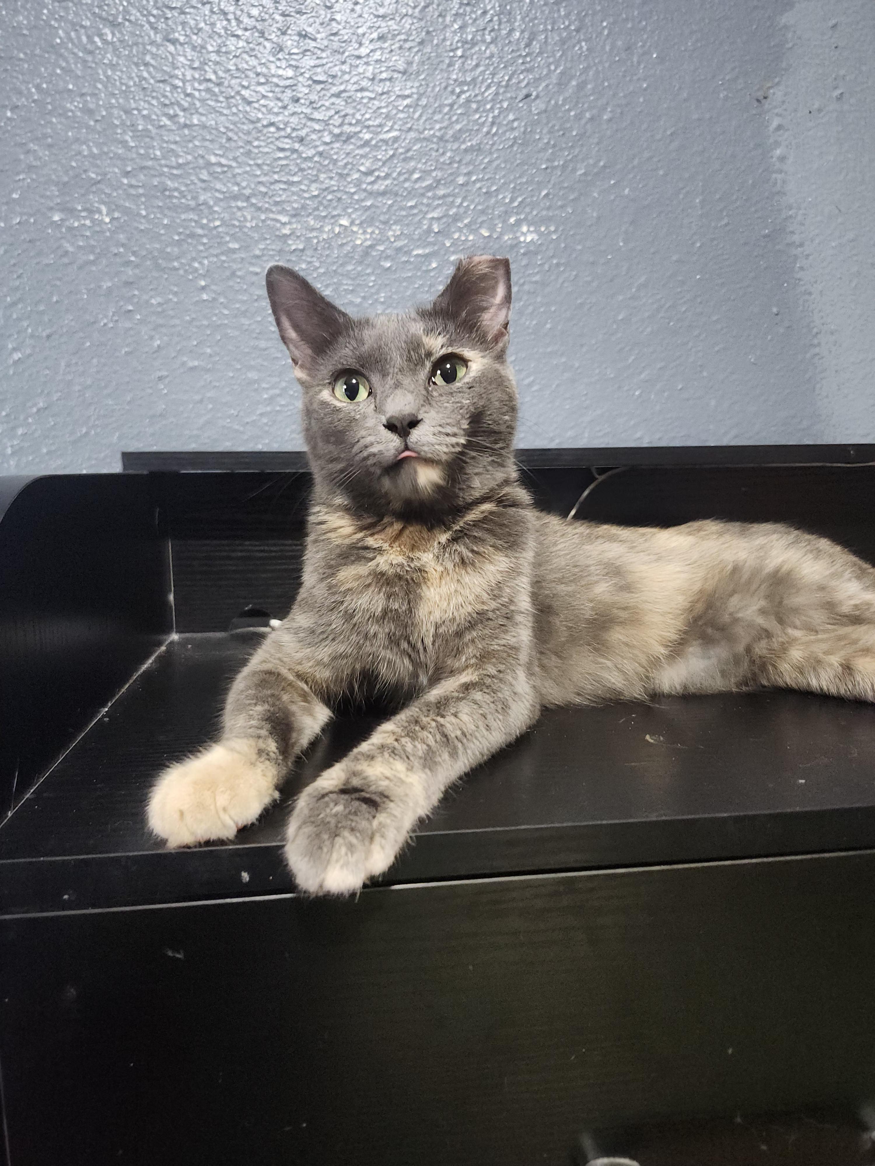 Enlarge Bitsy, a Adoptable Domestic Short Hair in Long Beach, CA image 2/3