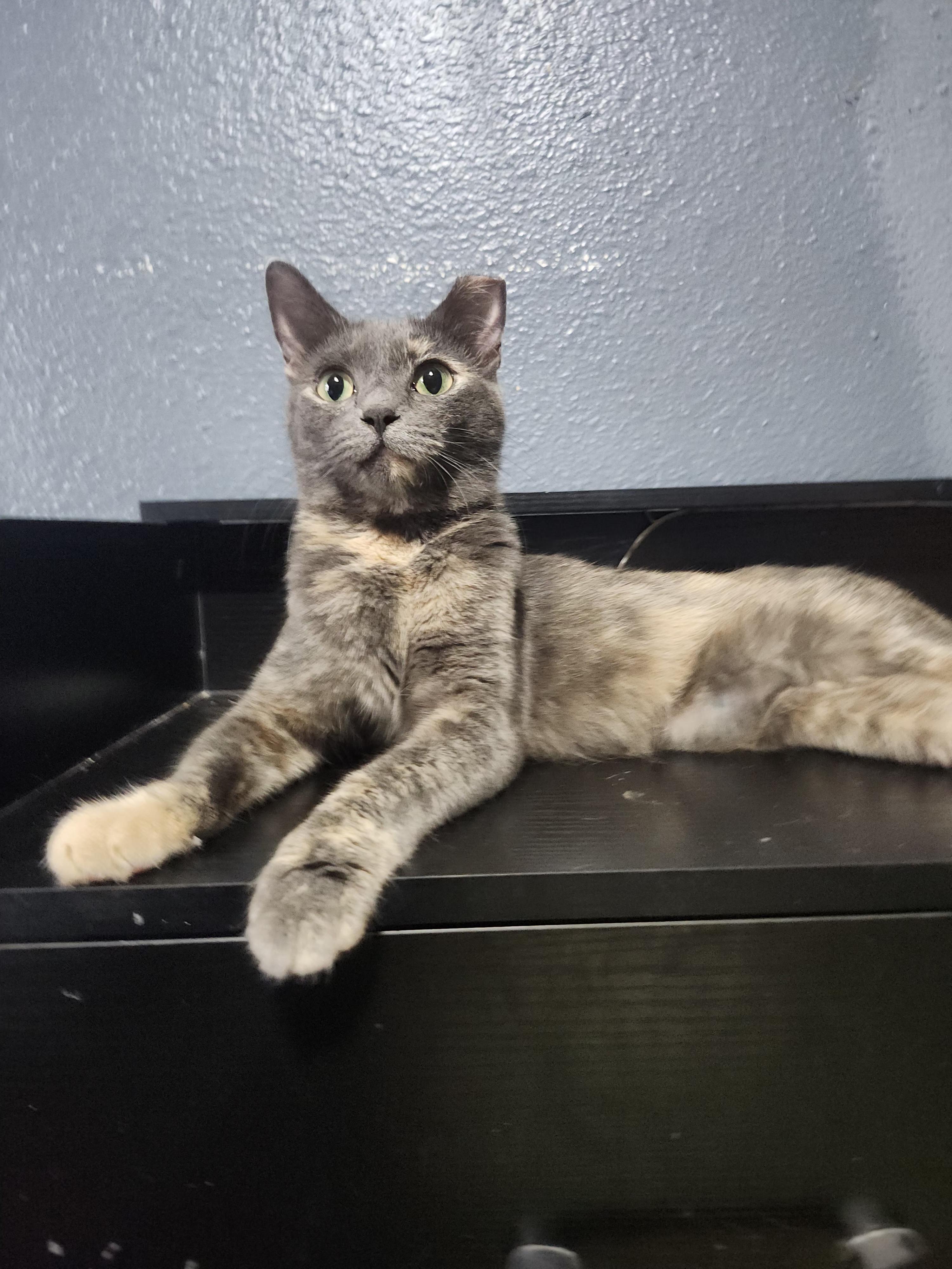 Enlarge Bitsy, a Adoptable Domestic Short Hair in Long Beach, CA image 3/3