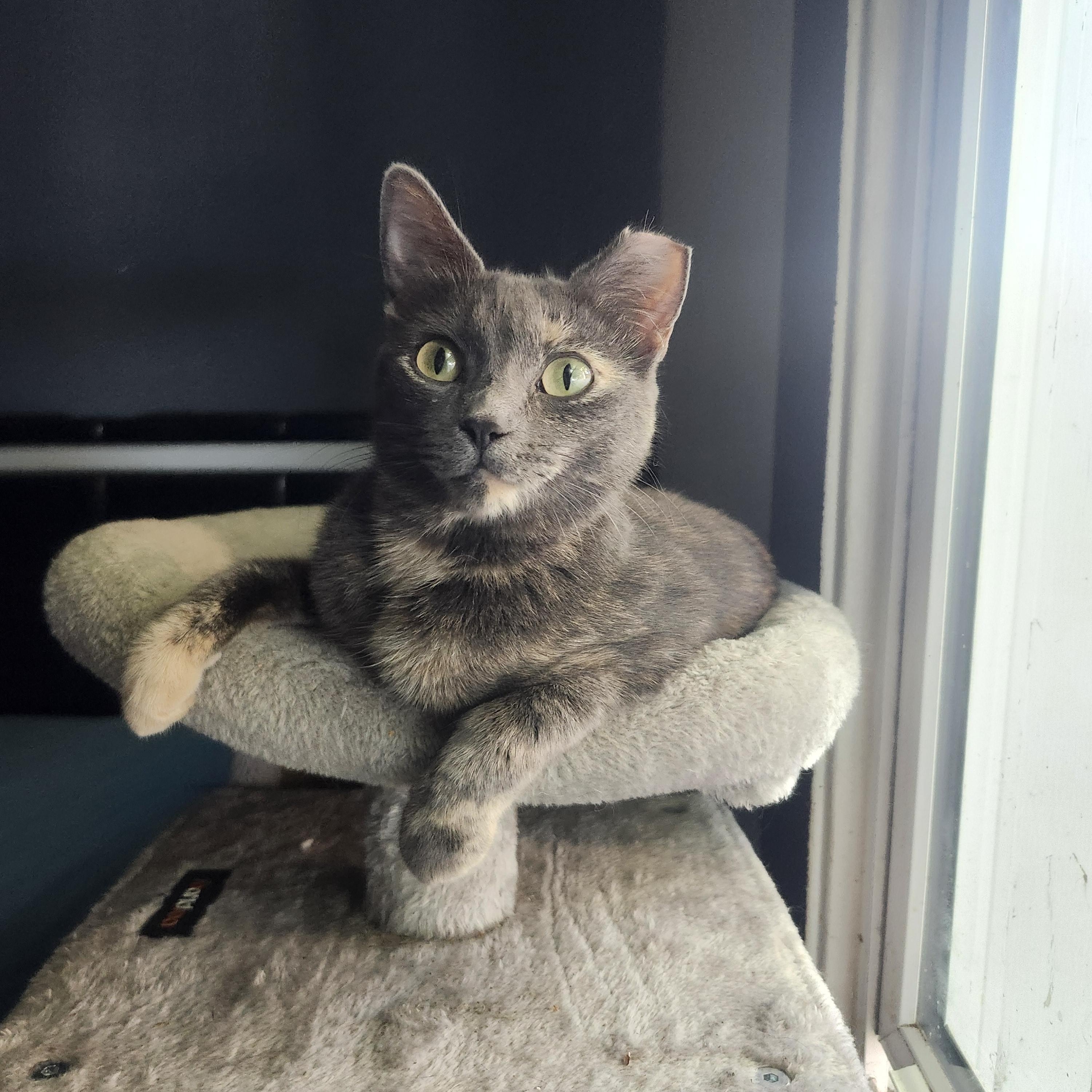 Bitsy, Adoptable, Young Female Domestic Short Hair.