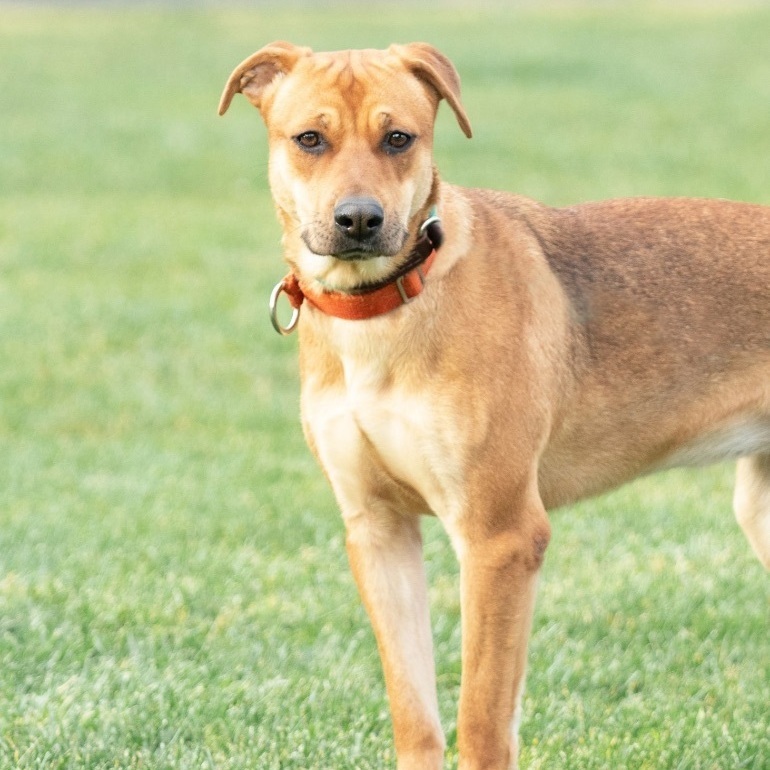 Bonnie, a Adoptable mixed breed in Concord, CA image 1/4