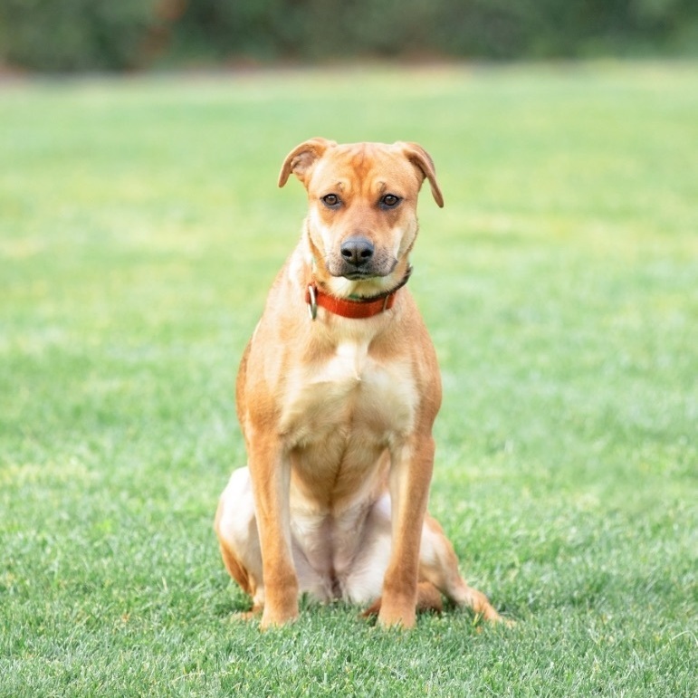 Bonnie, a Adoptable mixed breed in Concord, CA image 2/4