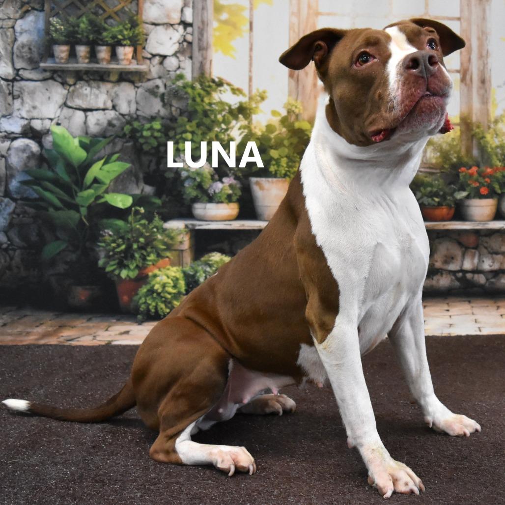 Luna, Adoptable, Adult Female Pit Bull Terrier.